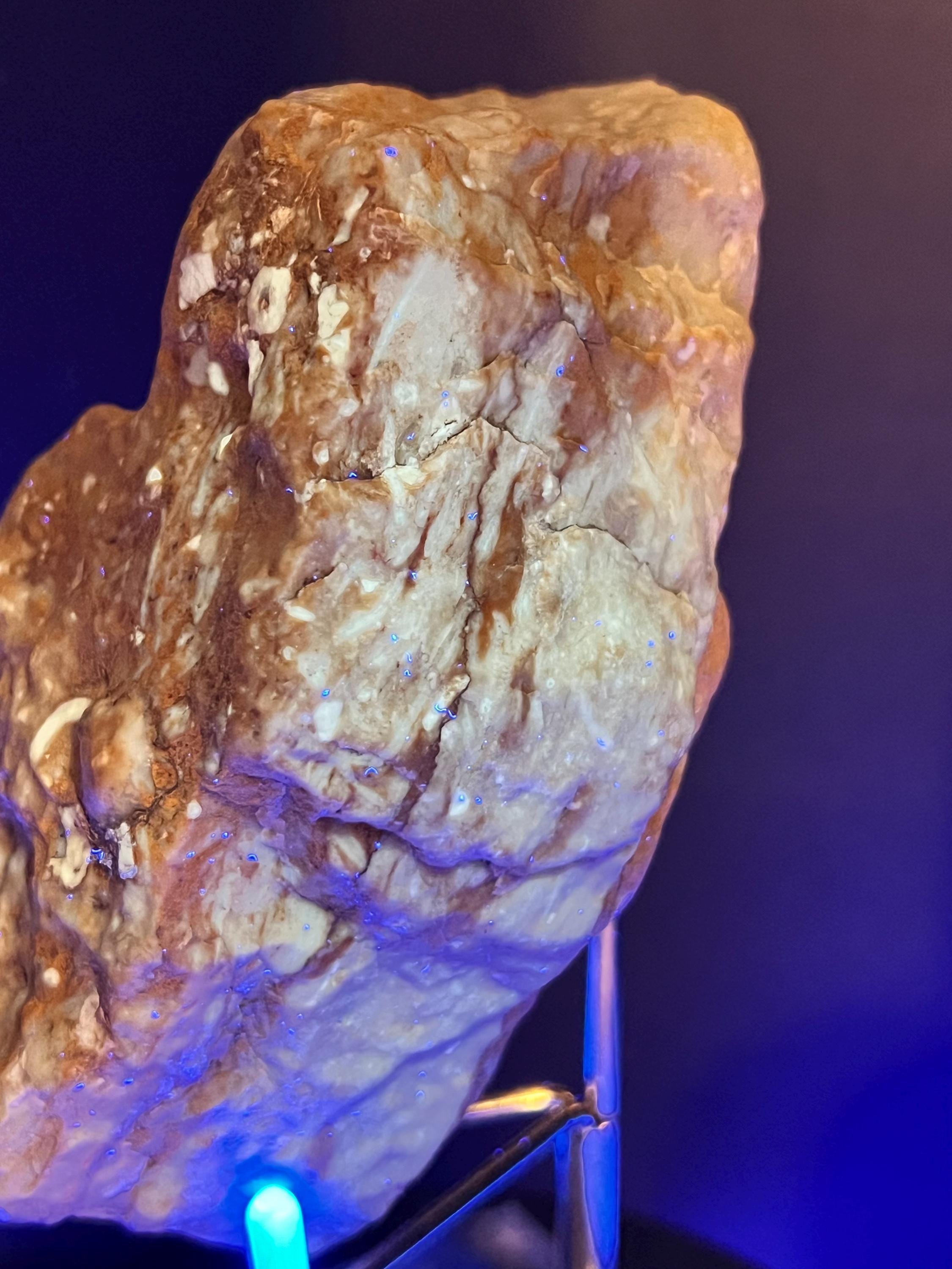 Fossils replaced by calcite in shale from Mississippi River.