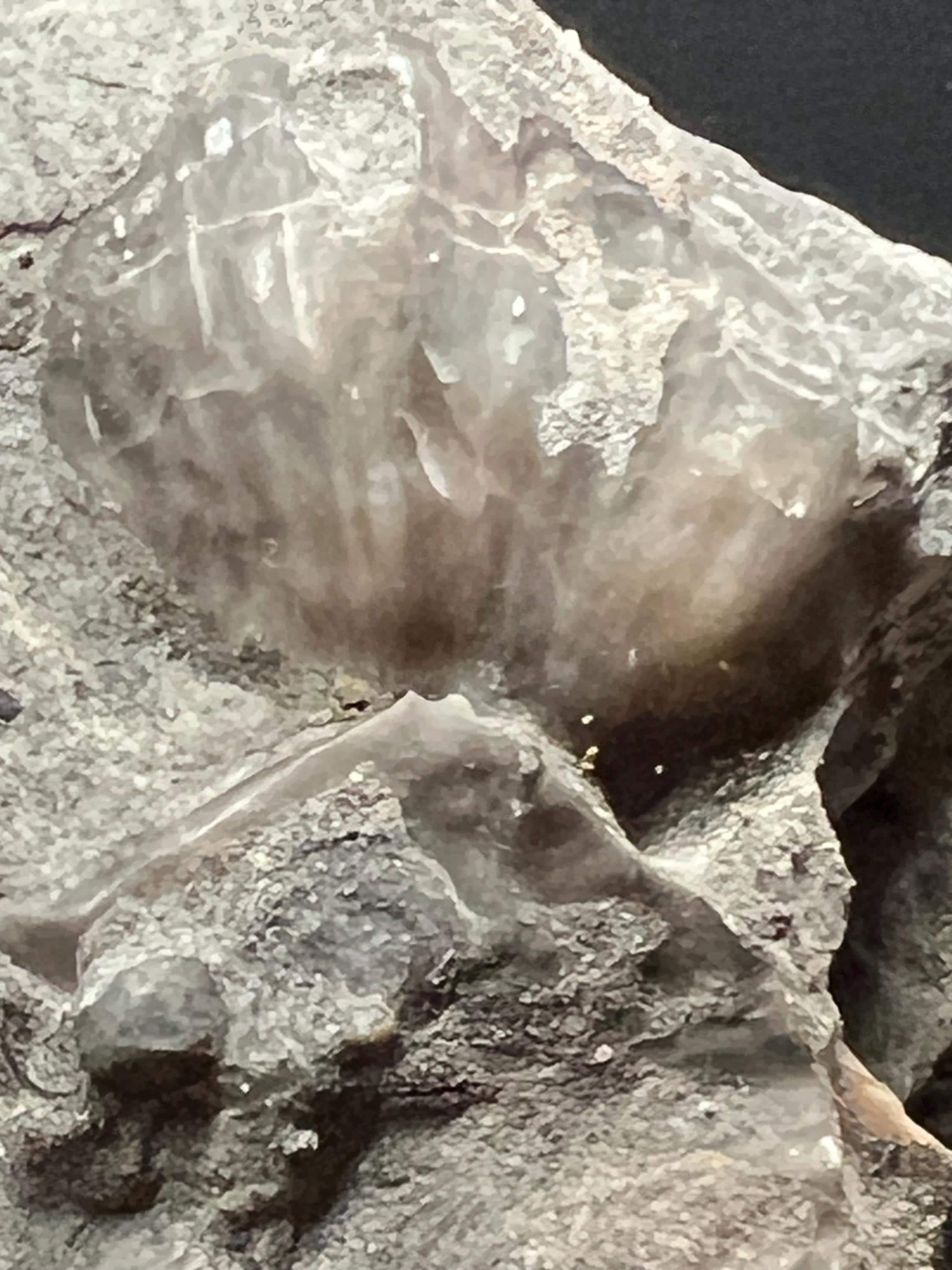 Fossils replaced by calcite in shale from Kentucky.