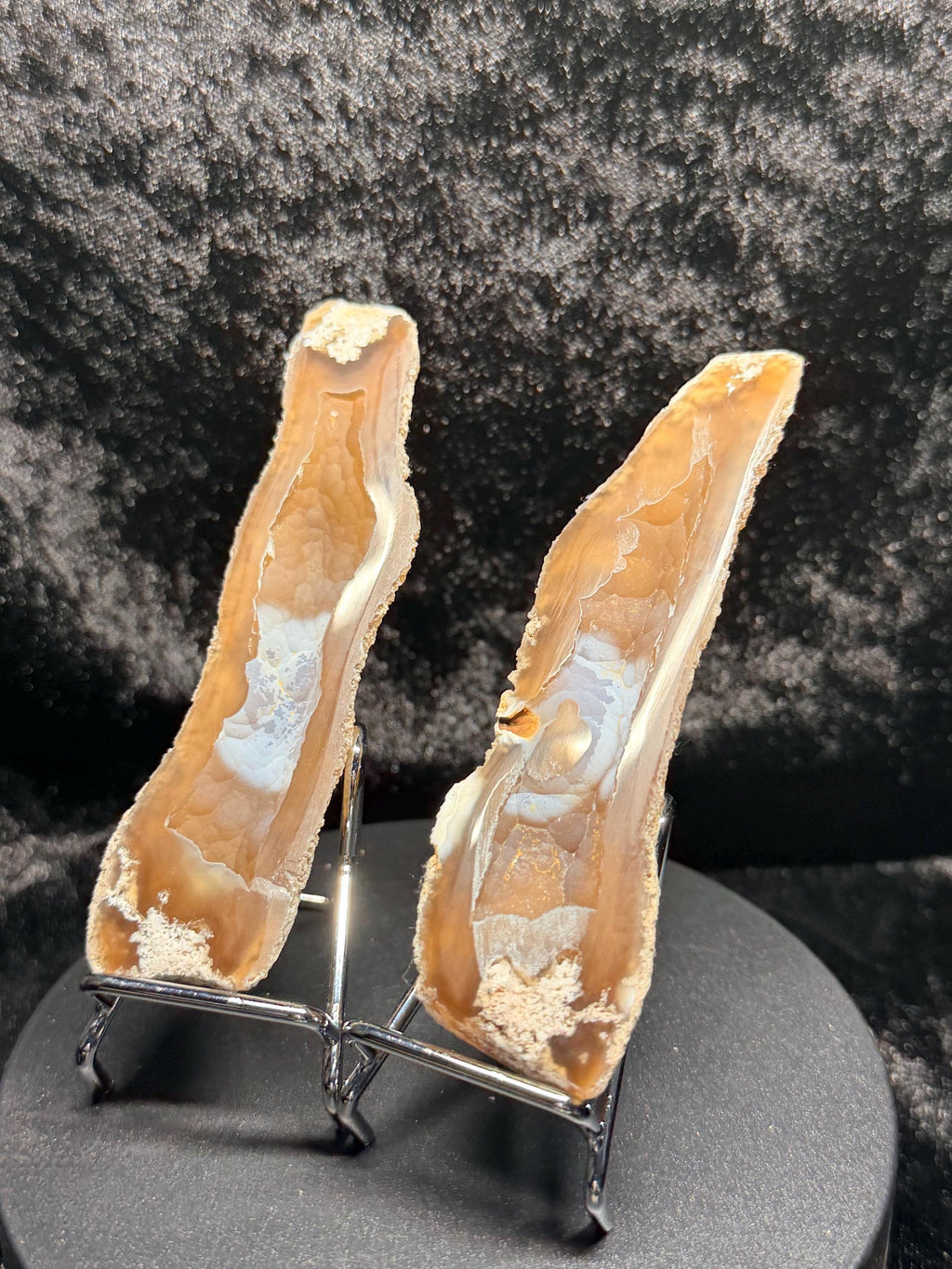 Polished redish brown Agatized Coral, Tampa Bay Fl.