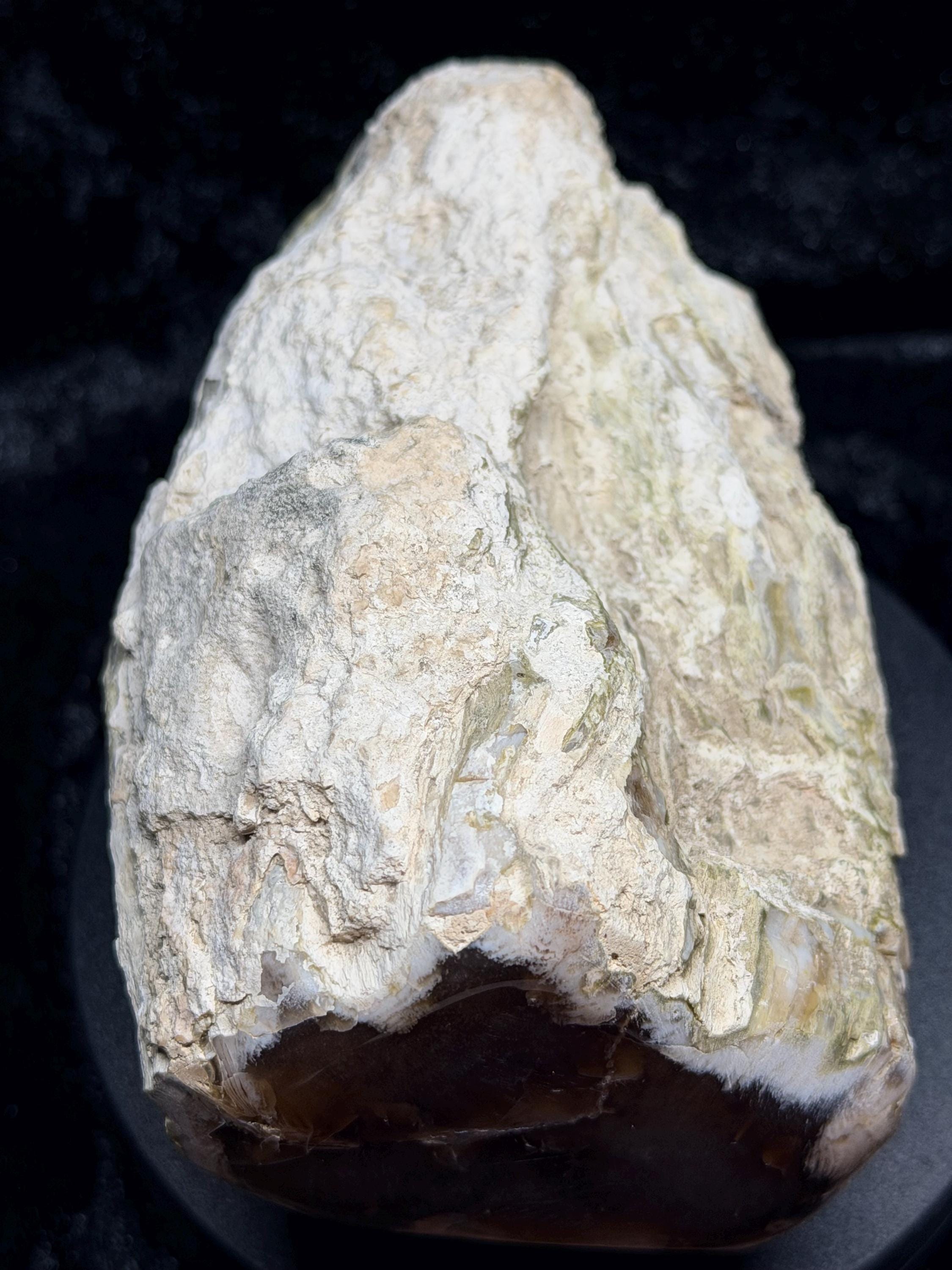 Polished Petrified wood with natural raw sides