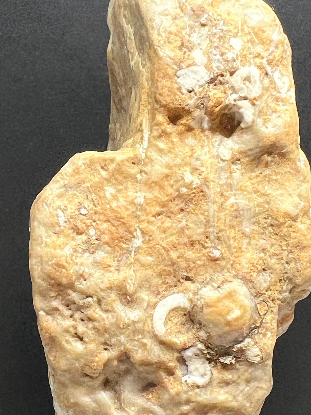 Fossils replaced by calcite in shale from Mississippi River.