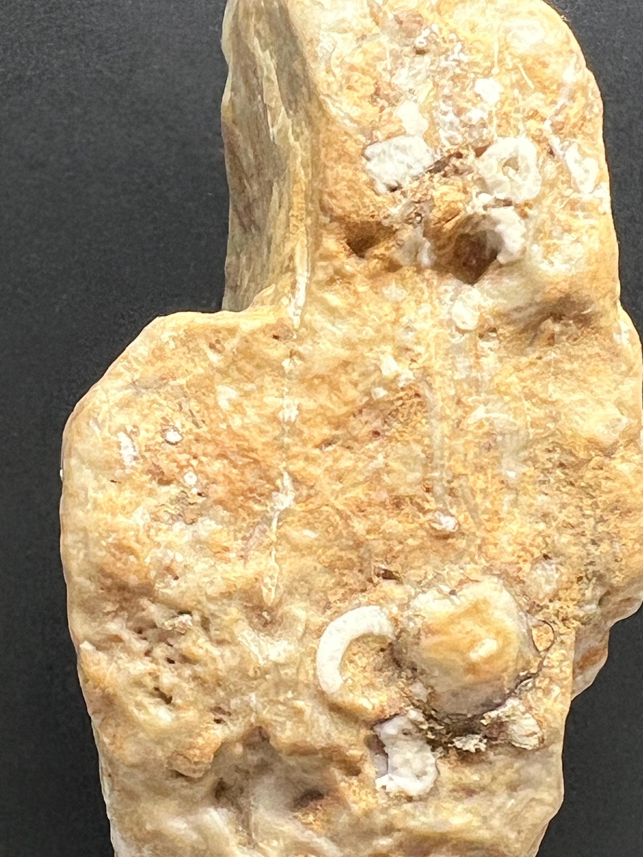 Fossils replaced by calcite in shale from Mississippi River.