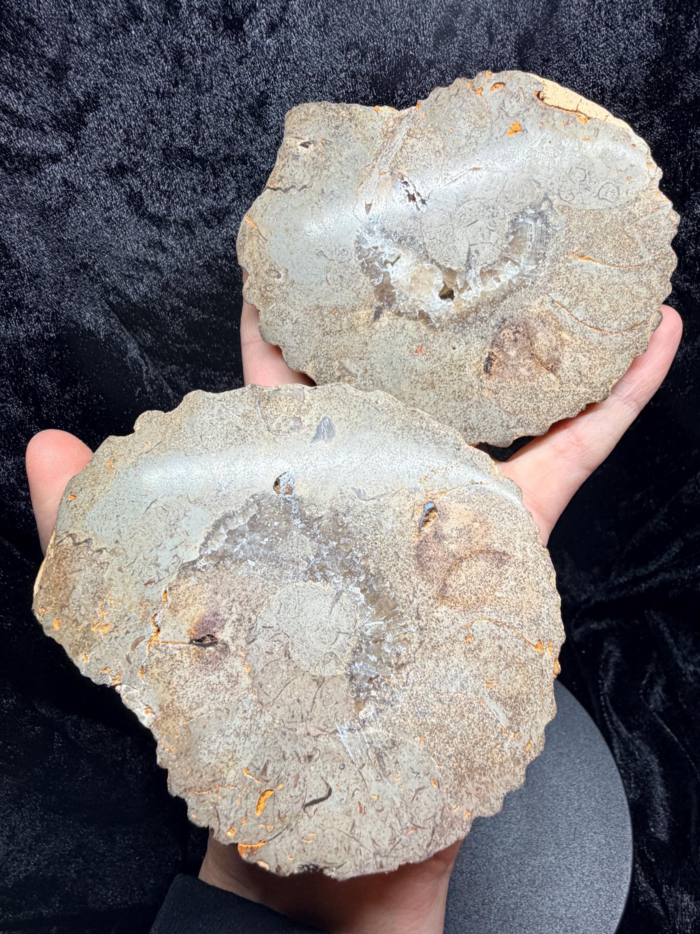 Polished Ammonite fossil with uv reactive calcite and pyrite