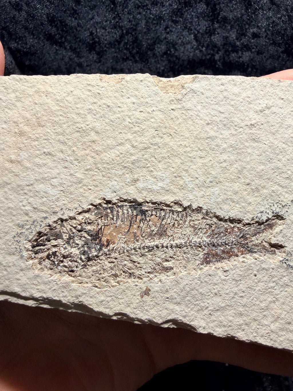 Eocene Fossil Fish – Knightia sp. (Green River Formation)