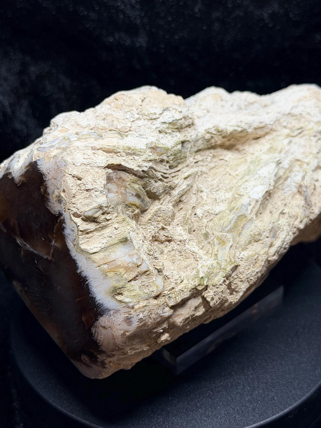Polished Petrified wood with natural raw sides