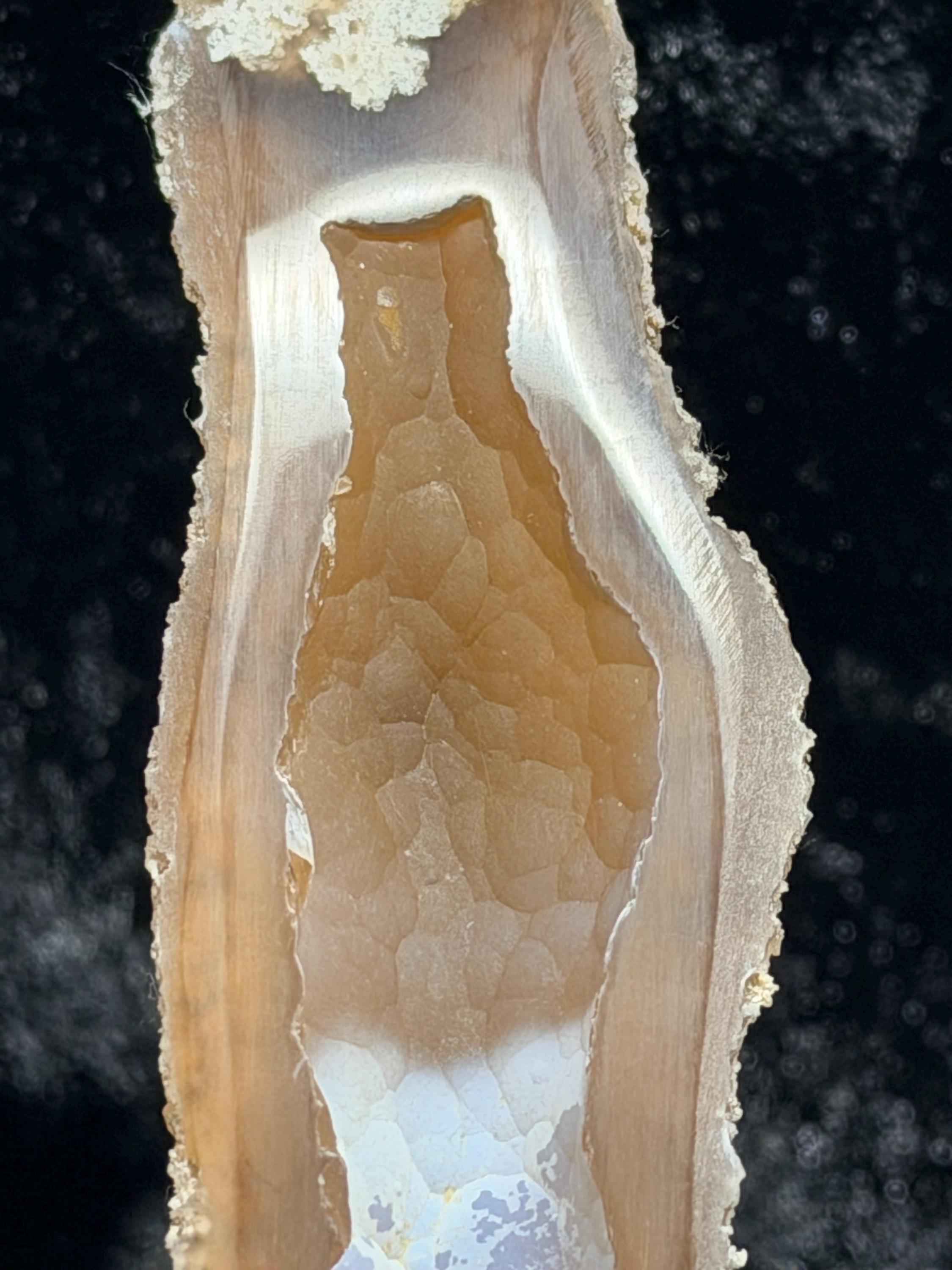 Polished redish brown Agatized Coral, Tampa Bay Fl.