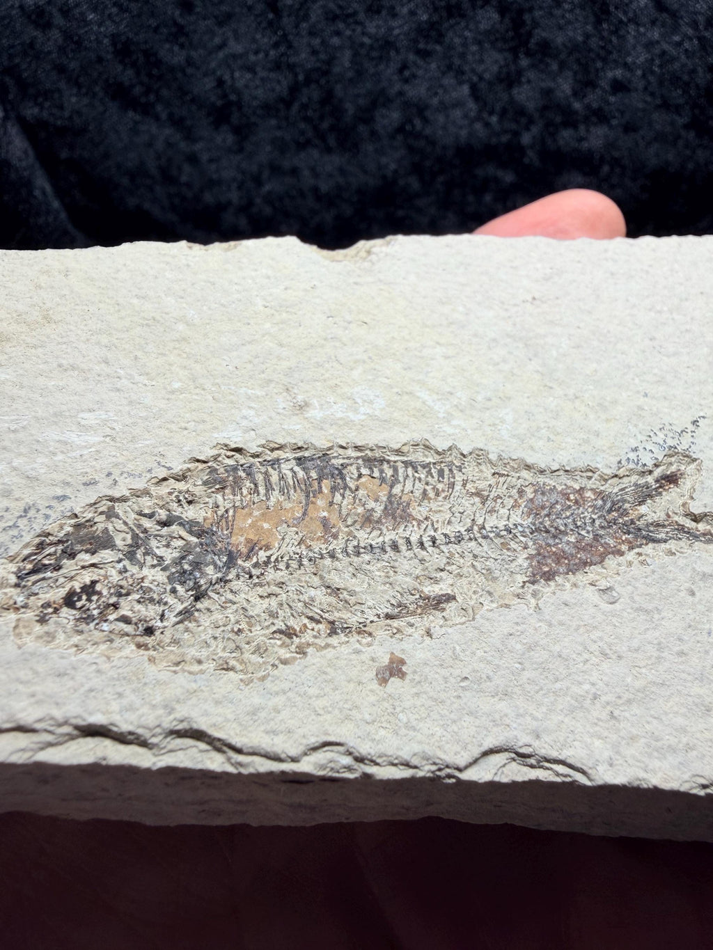 Eocene Fossil Fish – Knightia sp. (Green River Formation)