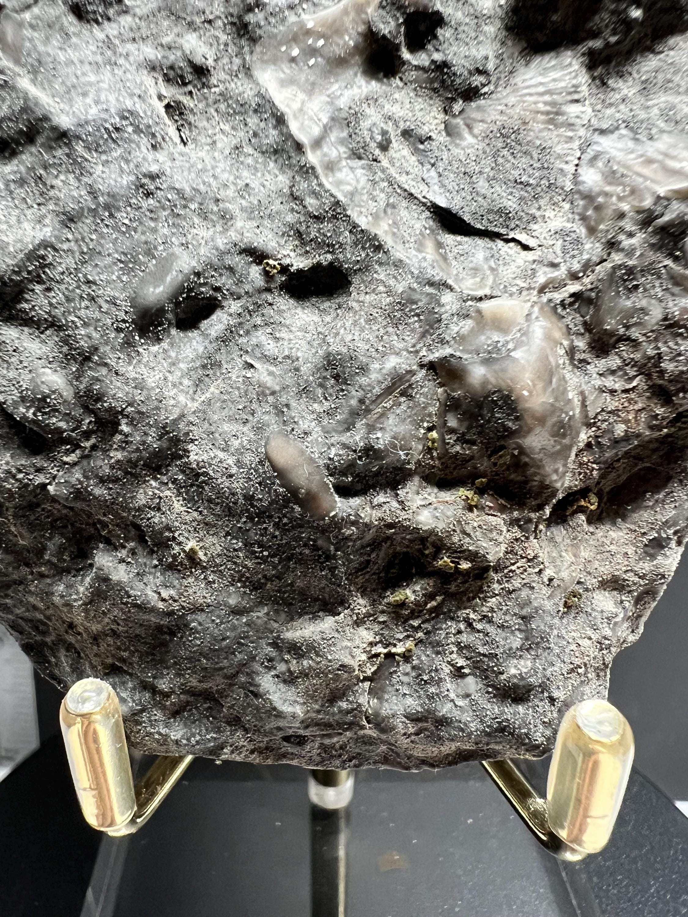 Fossils replaced by calcite in shale from Kentucky.