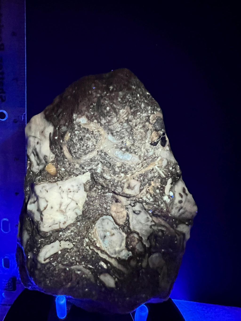 Fossils replaced by calcite in shale from Kentucky.