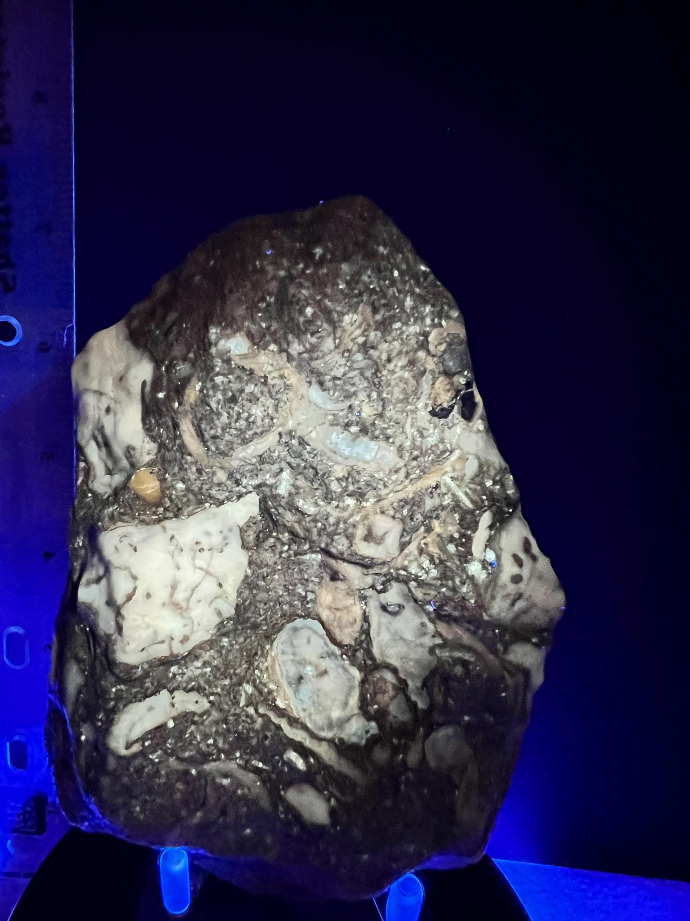 Fossils replaced by calcite in shale from Kentucky.