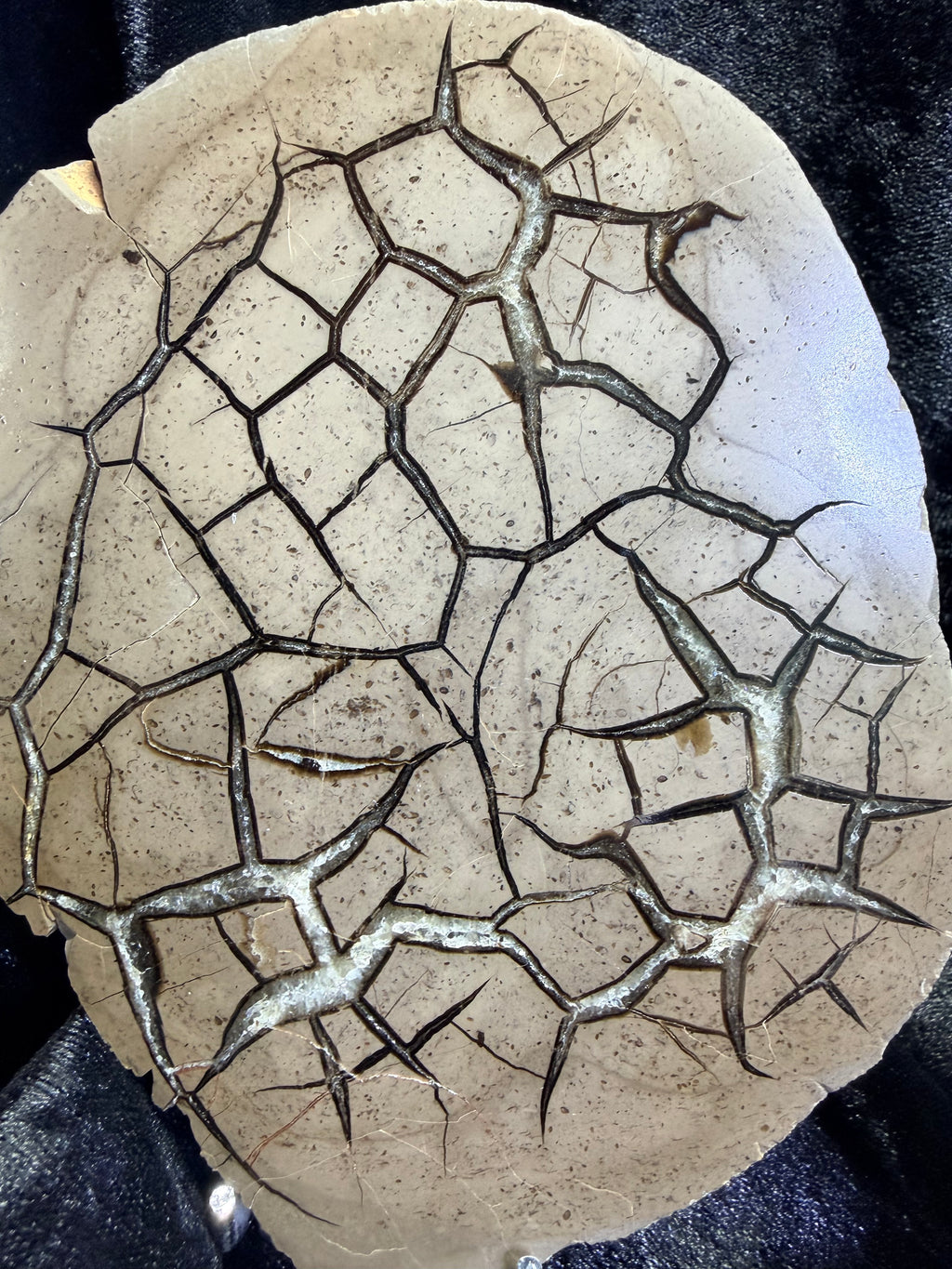 Polished Utah Septarian Nodule Matching Pair - 6.5" Cut Interlocking "Dragon Egg" Display Set (Repaired)