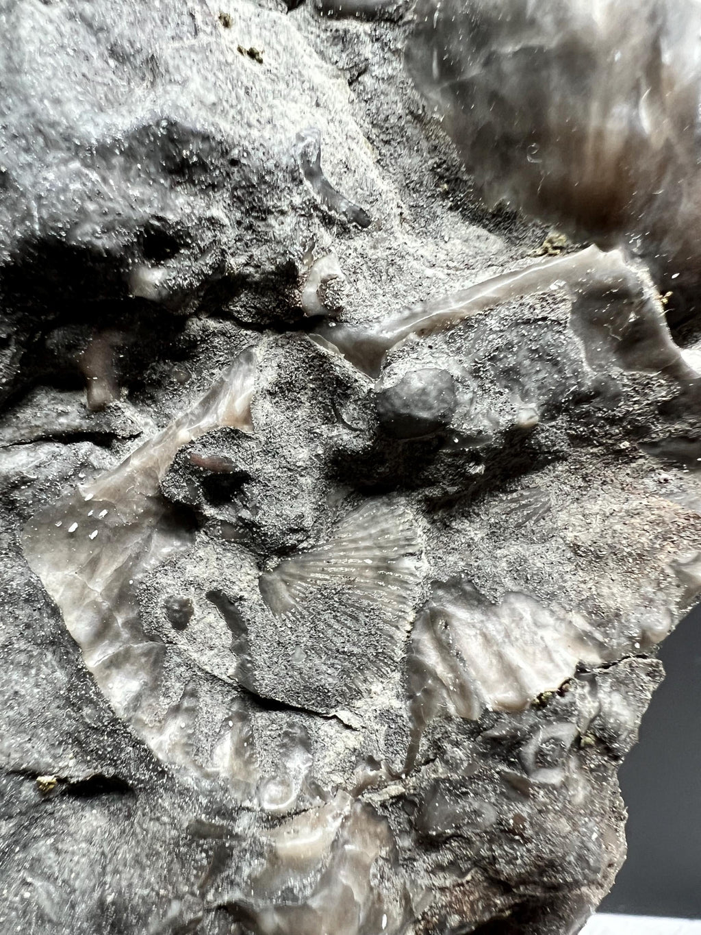 Fossils replaced by calcite in shale from Kentucky.
