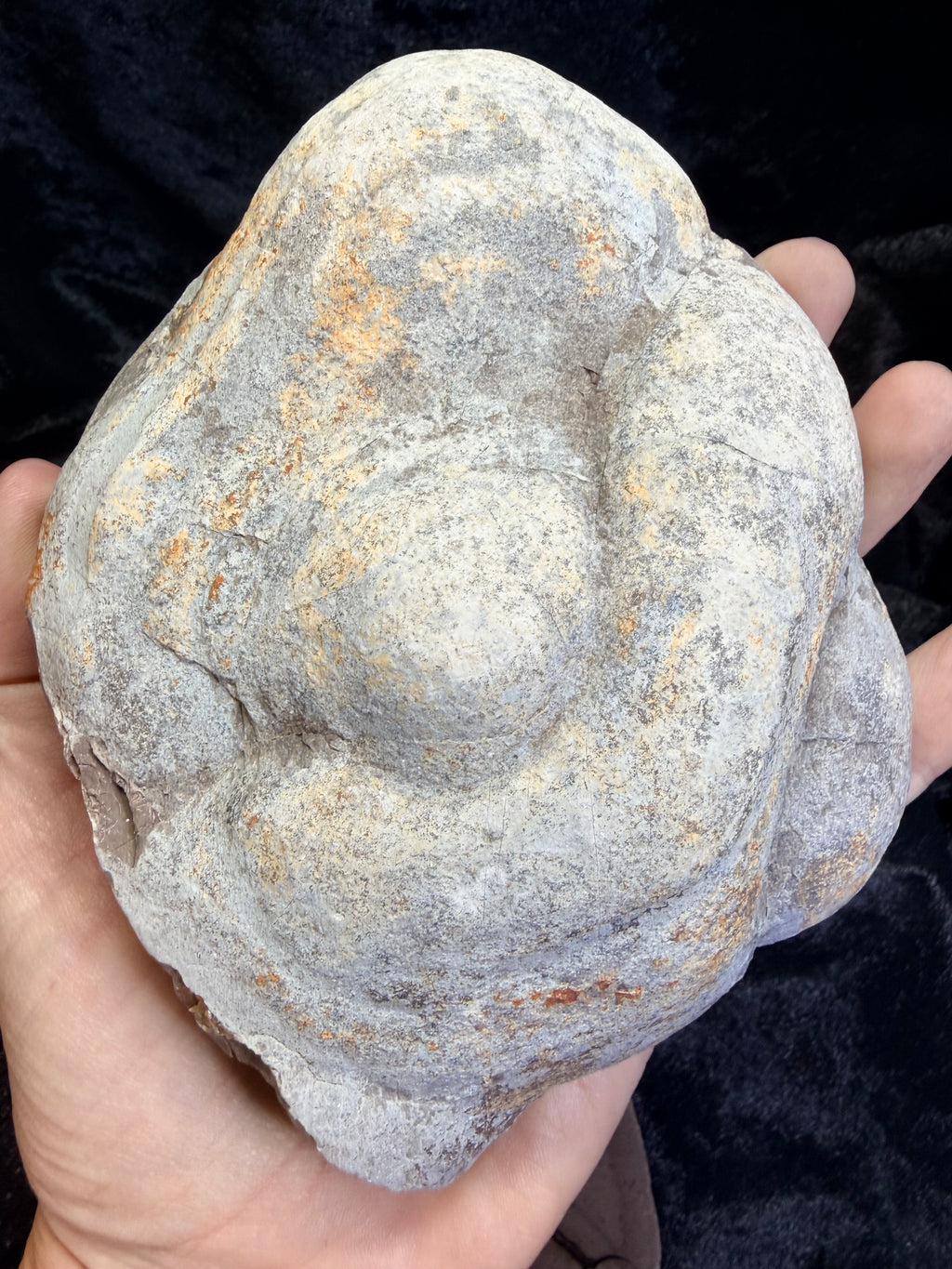 Polished Utah Septarian Nodule Matching Pair - 6.5" Cut Interlocking "Dragon Egg" Display Set (Repaired)