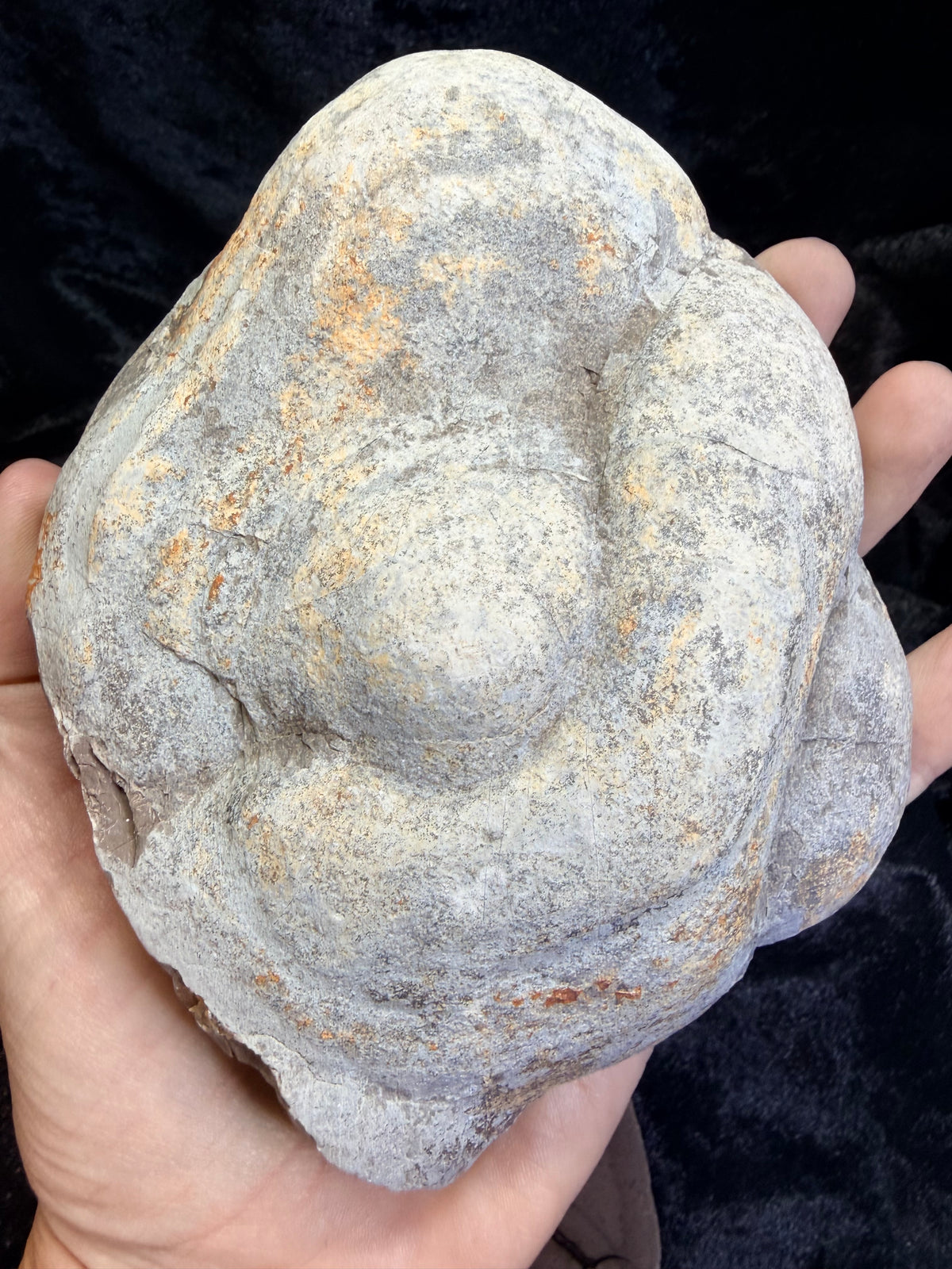 Polished Utah Septarian Nodule Matching Pair - 6.5" Cut Interlocking "Dragon Egg" Display Set (Repaired)