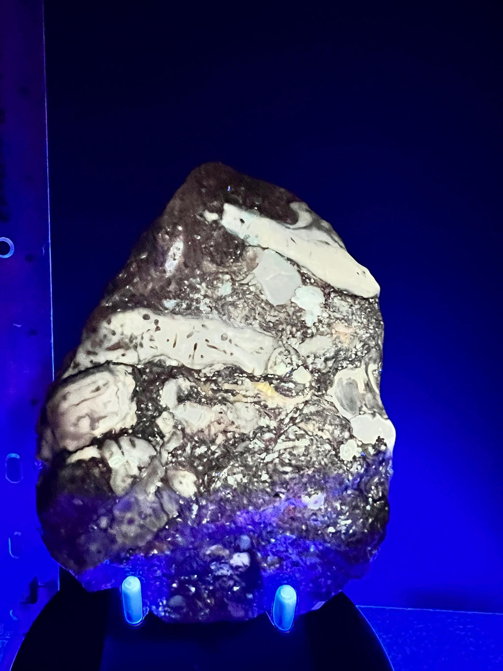 Fossils replaced by calcite in shale from Kentucky.