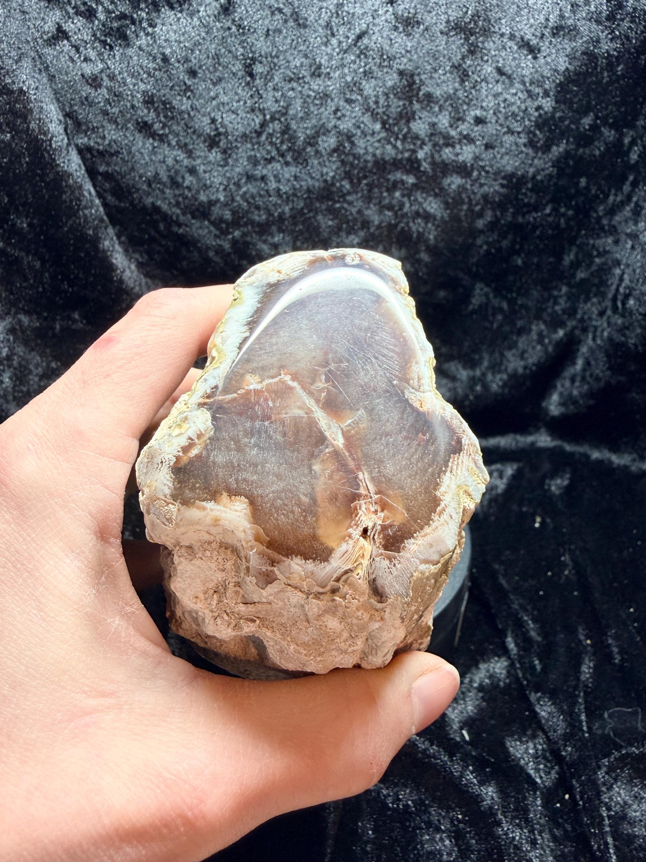 Polished Petrified wood with natural raw sides