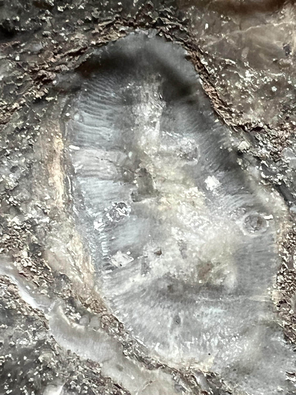 Fossils replaced by calcite in shale from Kentucky.