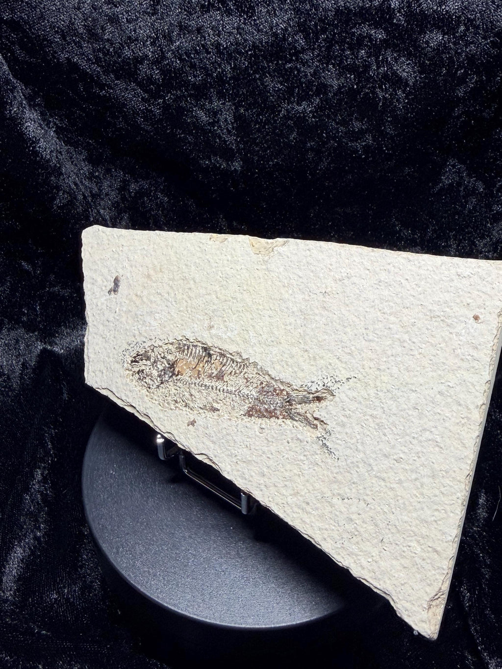Eocene Fossil Fish – Knightia sp. (Green River Formation)