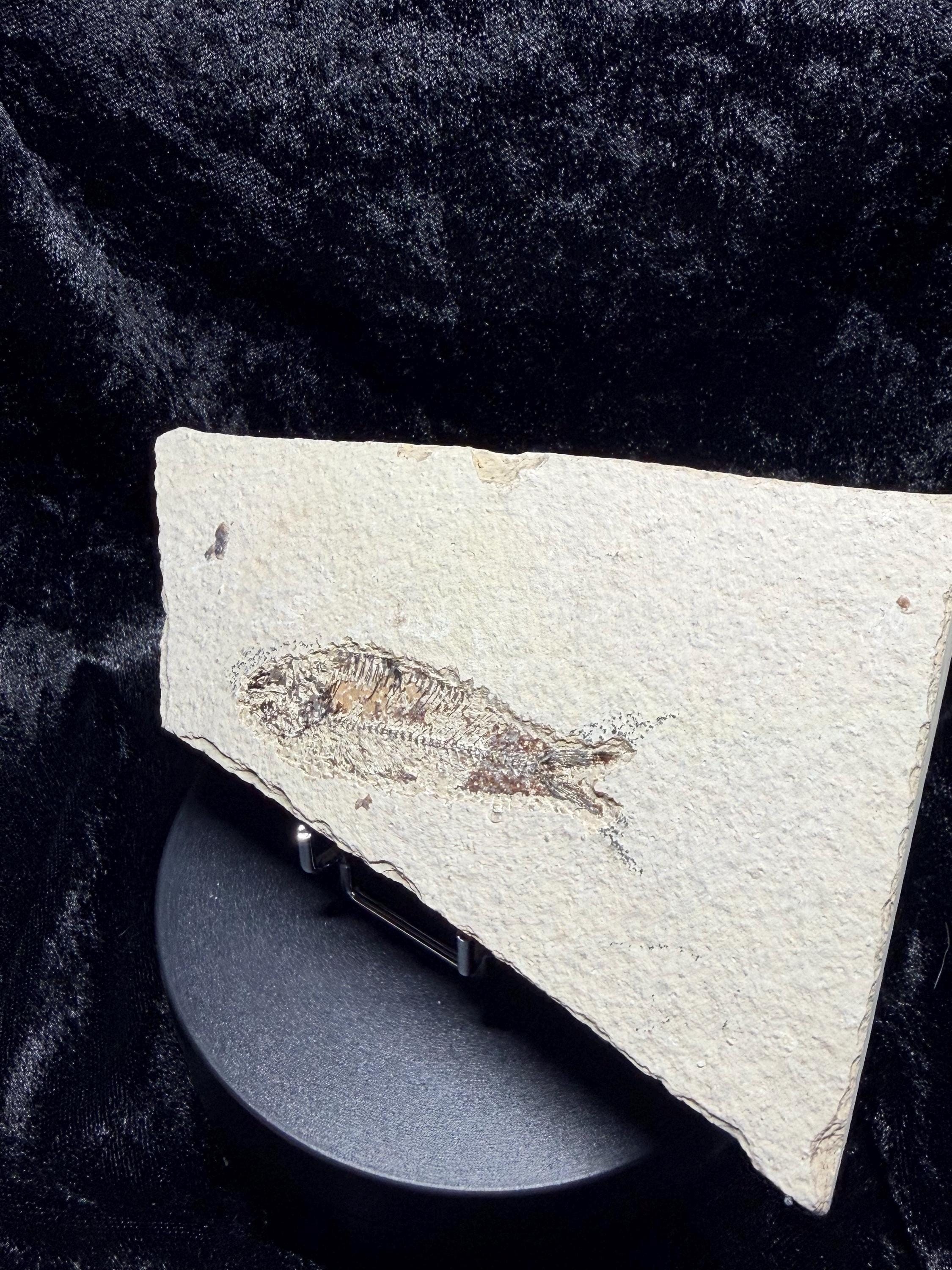 Eocene Fossil Fish – Knightia sp. (Green River Formation)