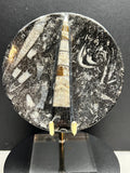 Orthoceras 4” dish.