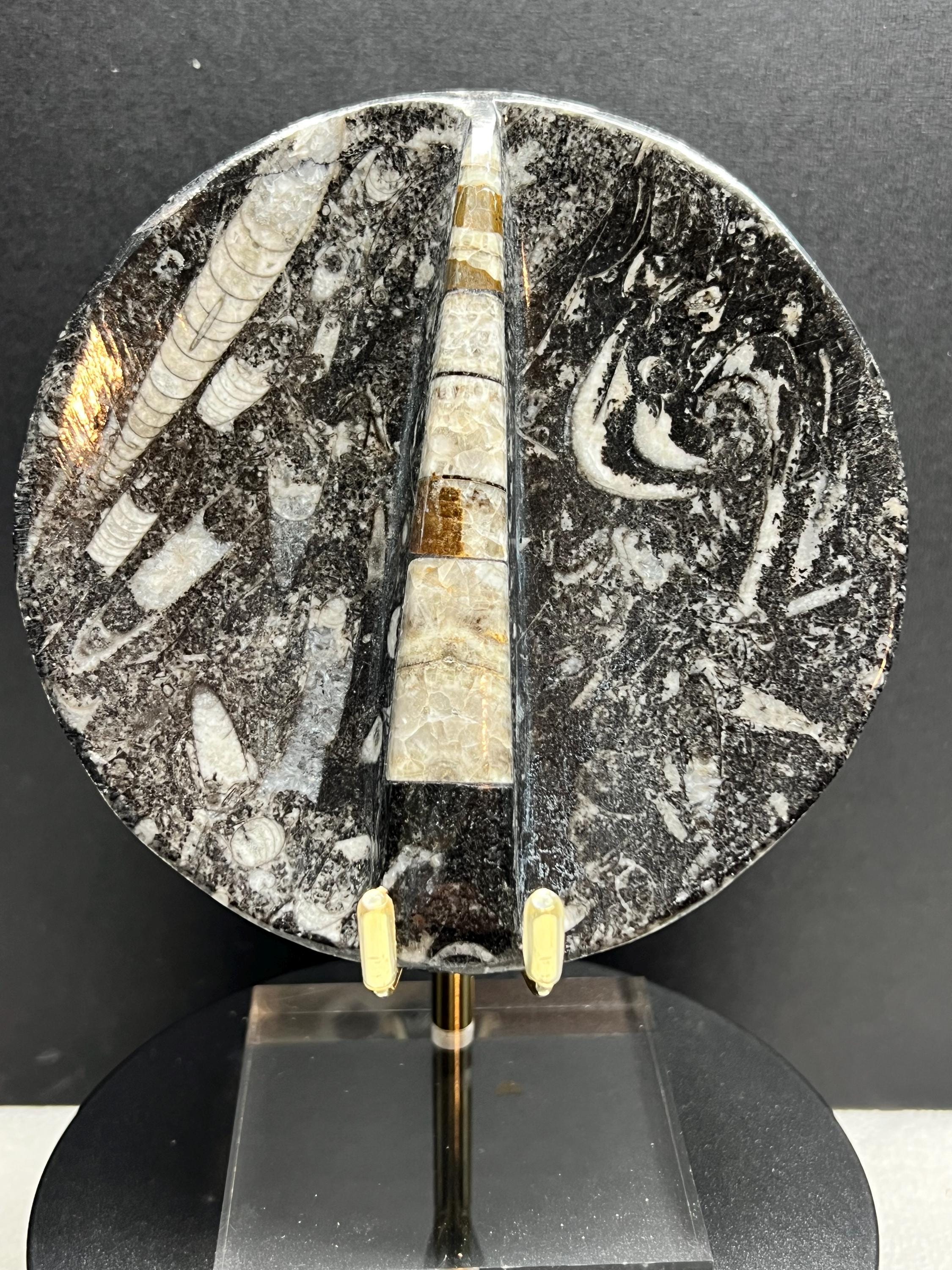 Orthoceras 4” dish.