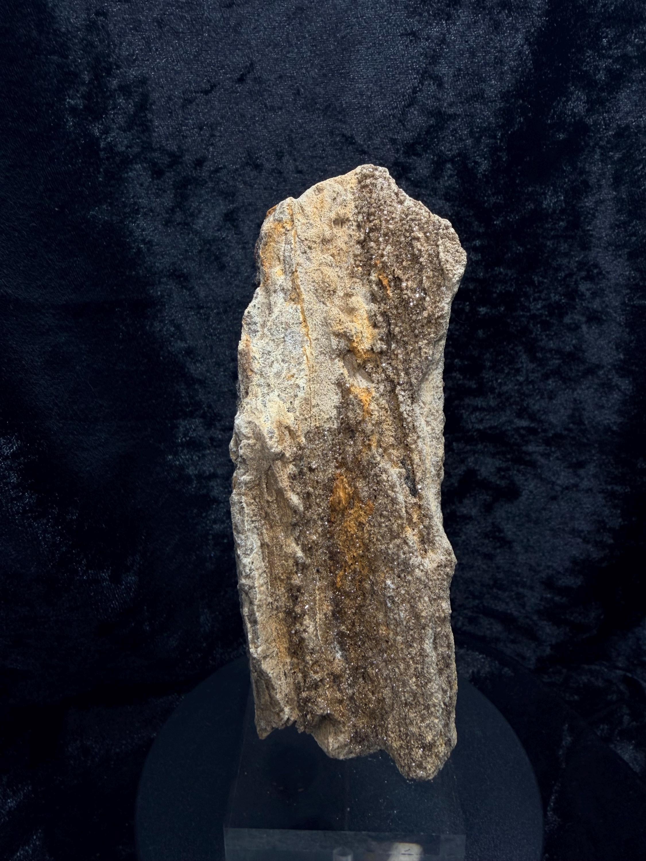 Brilliant Alabama petrified wood with micro druse.