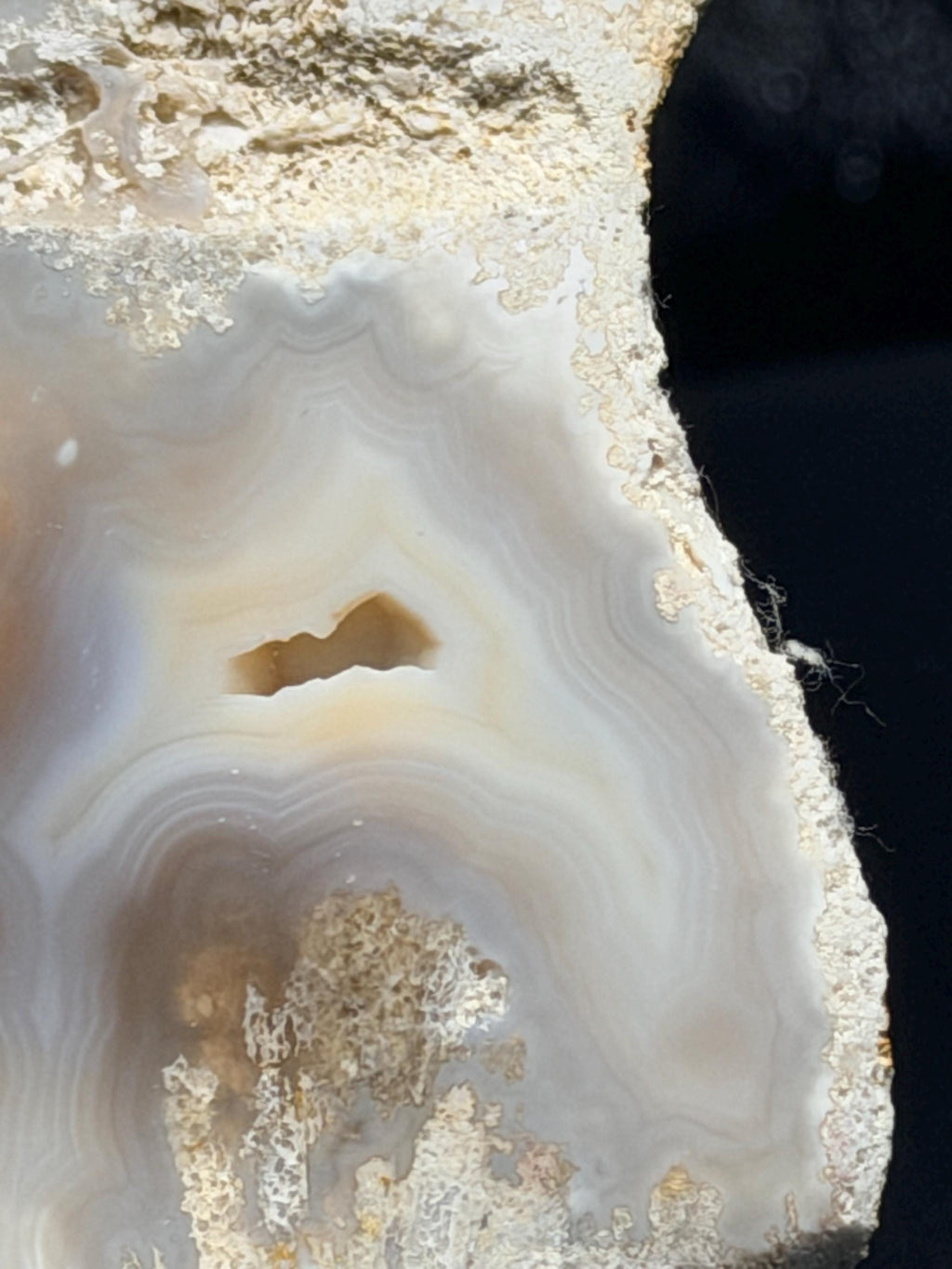 Polished Blue/gray Agatized Coral, Tampa Bay Fl.