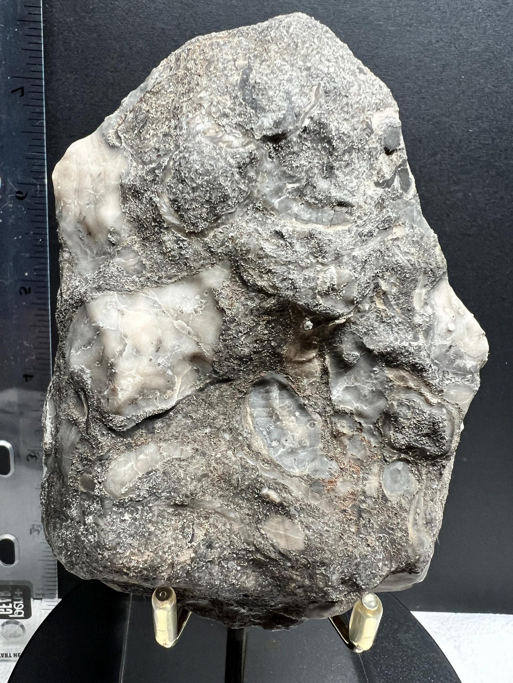 Fossils replaced by calcite in shale from Kentucky.