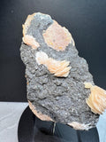 Pink Barite on Galena