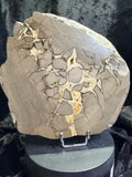 Double-Sided Polished Septarian Slab — Utah, 7.25″