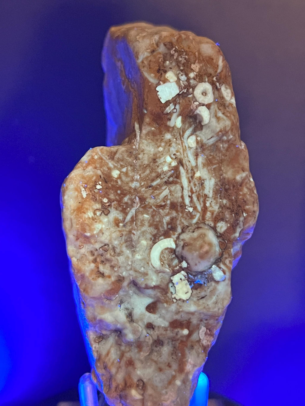 Fossils replaced by calcite in shale from Mississippi River.