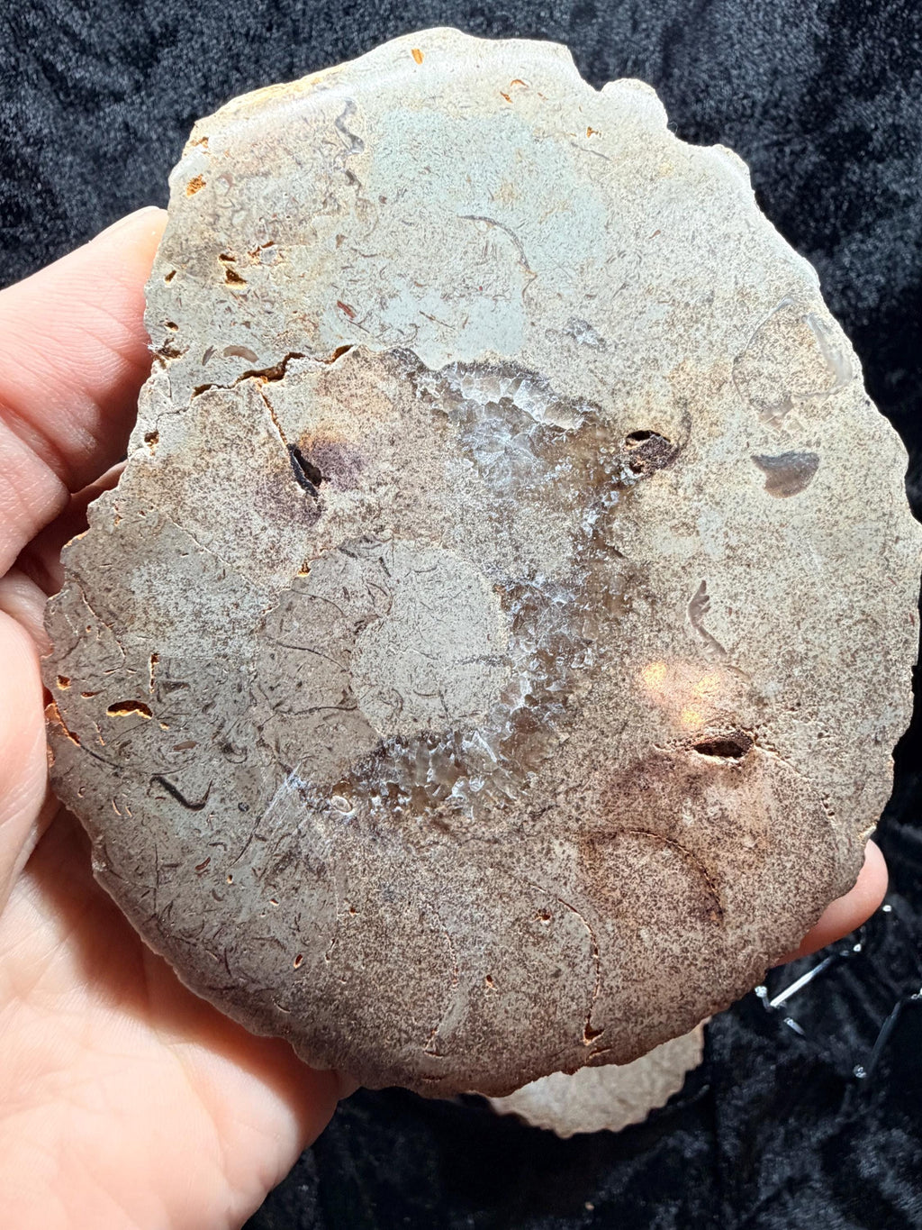 Polished Ammonite fossil with uv reactive calcite and pyrite