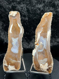 Polished redish brown Agatized Coral, Tampa Bay Fl.