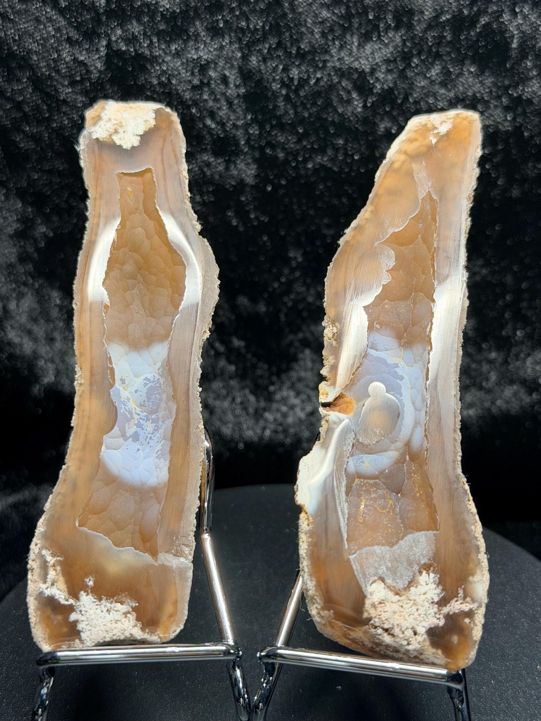 Polished redish brown Agatized Coral, Tampa Bay Fl.