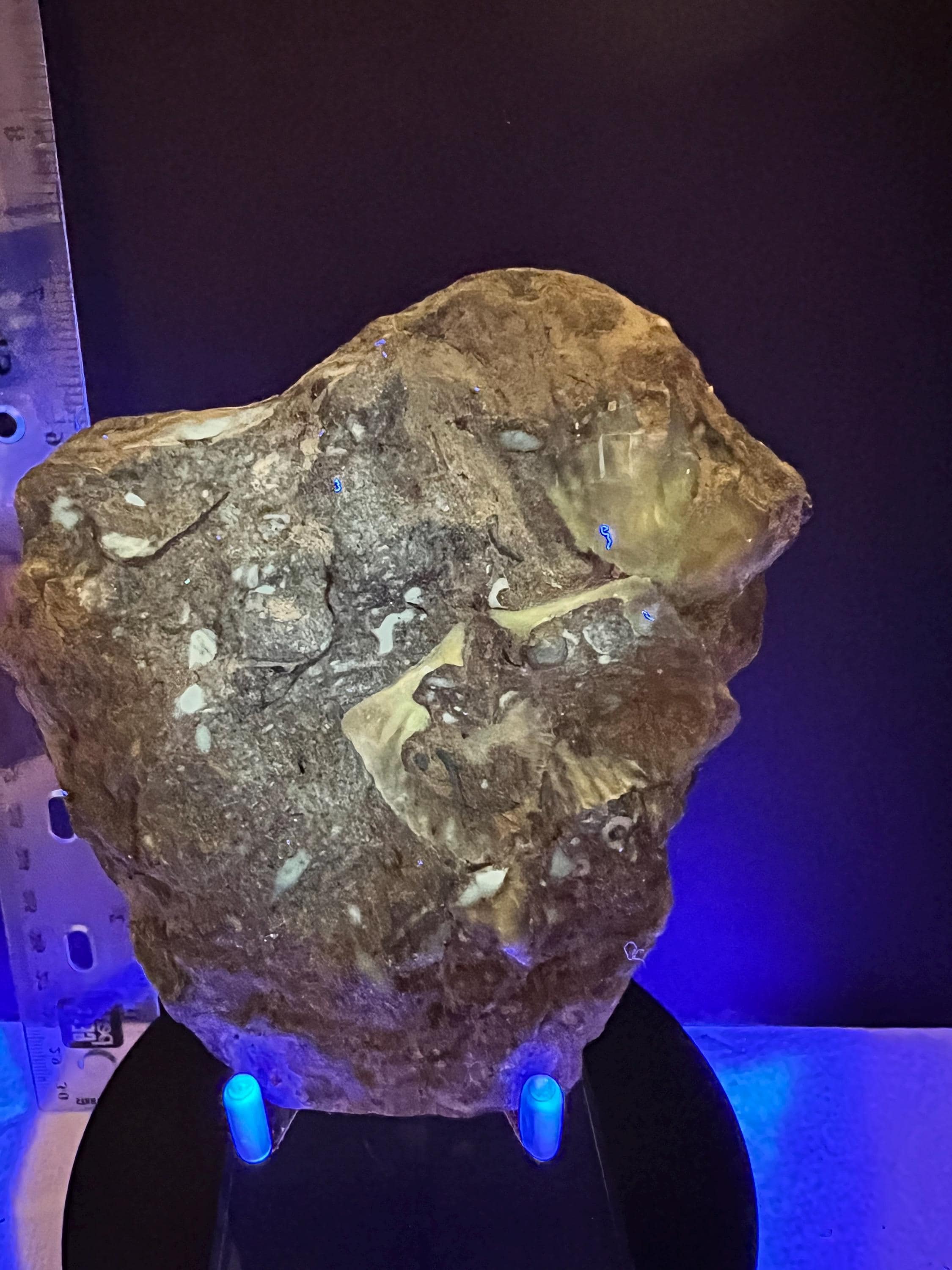 Fossils replaced by calcite in shale from Kentucky.