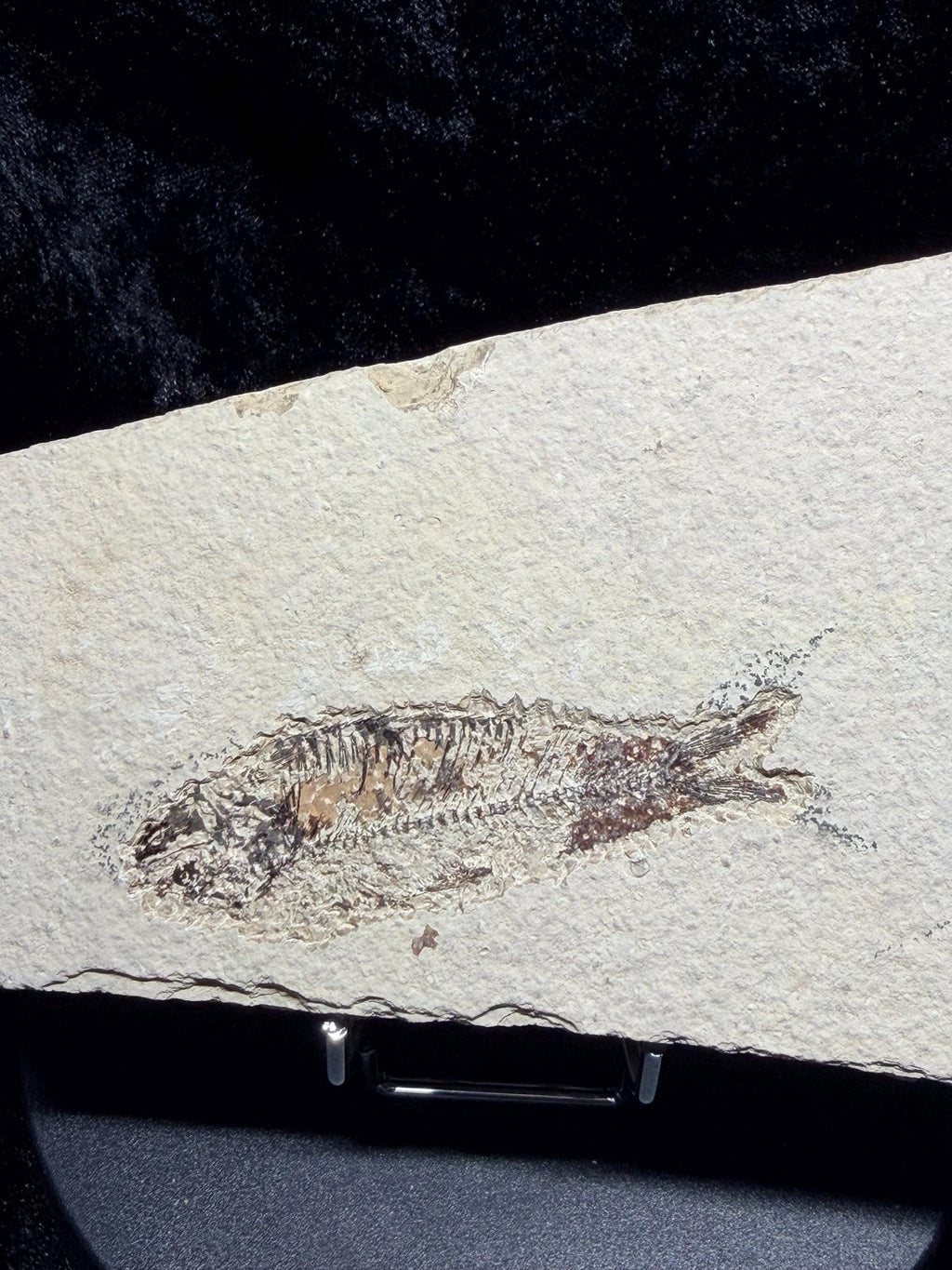 Eocene Fossil Fish – Knightia sp. (Green River Formation)