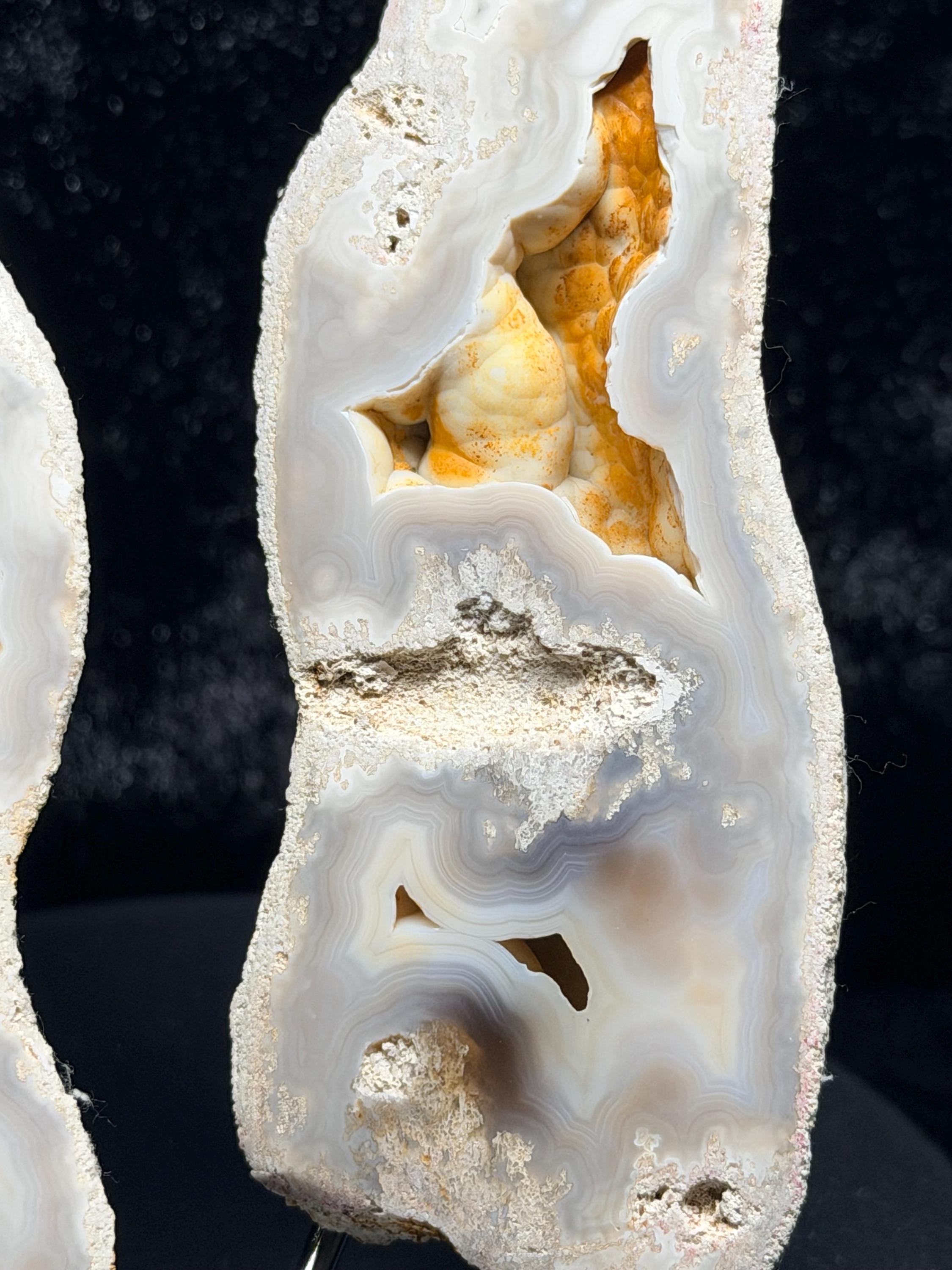 Polished Blue/gray Agatized Coral, Tampa Bay Fl.