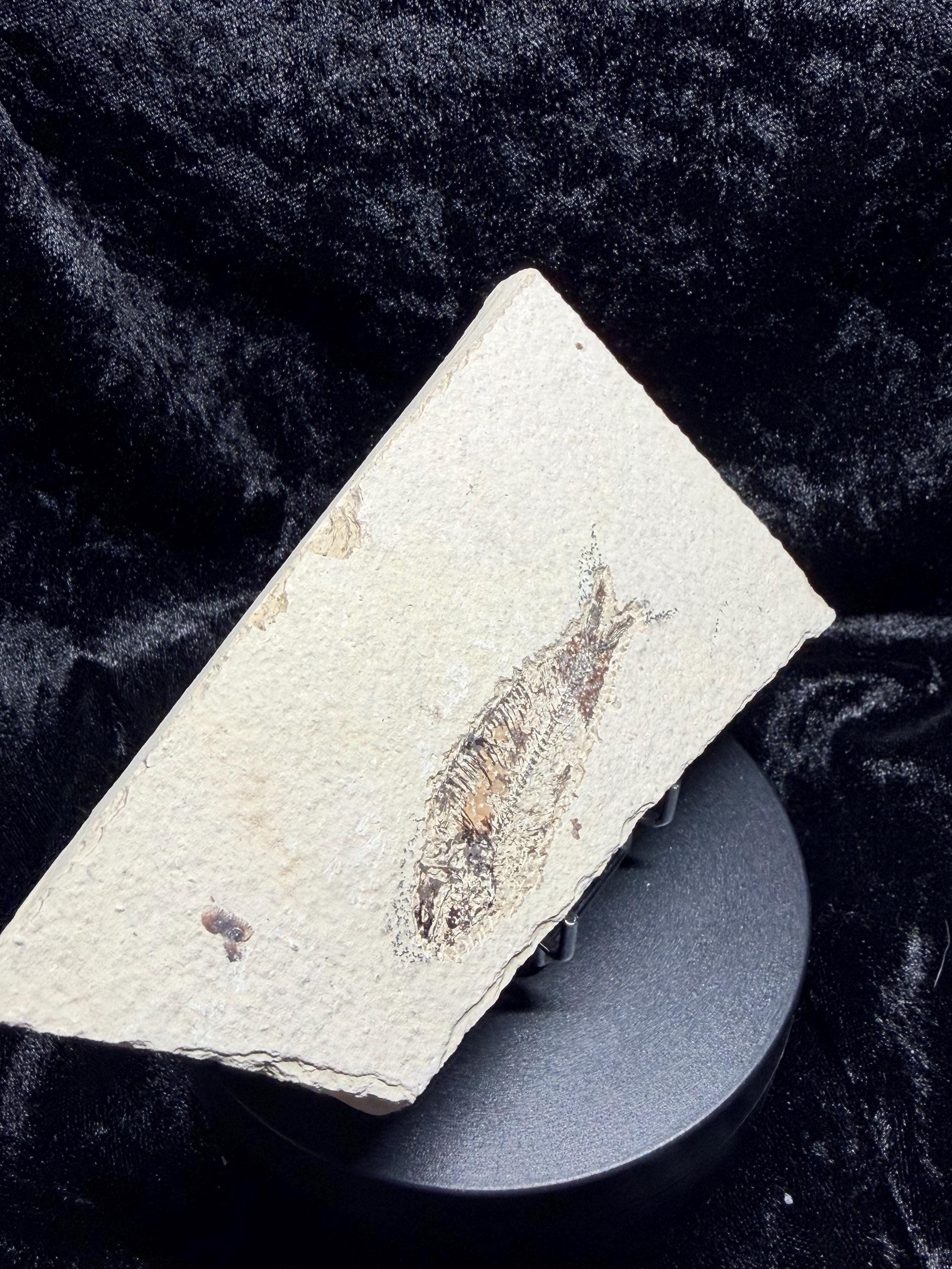 Eocene Fossil Fish – Knightia sp. (Green River Formation)