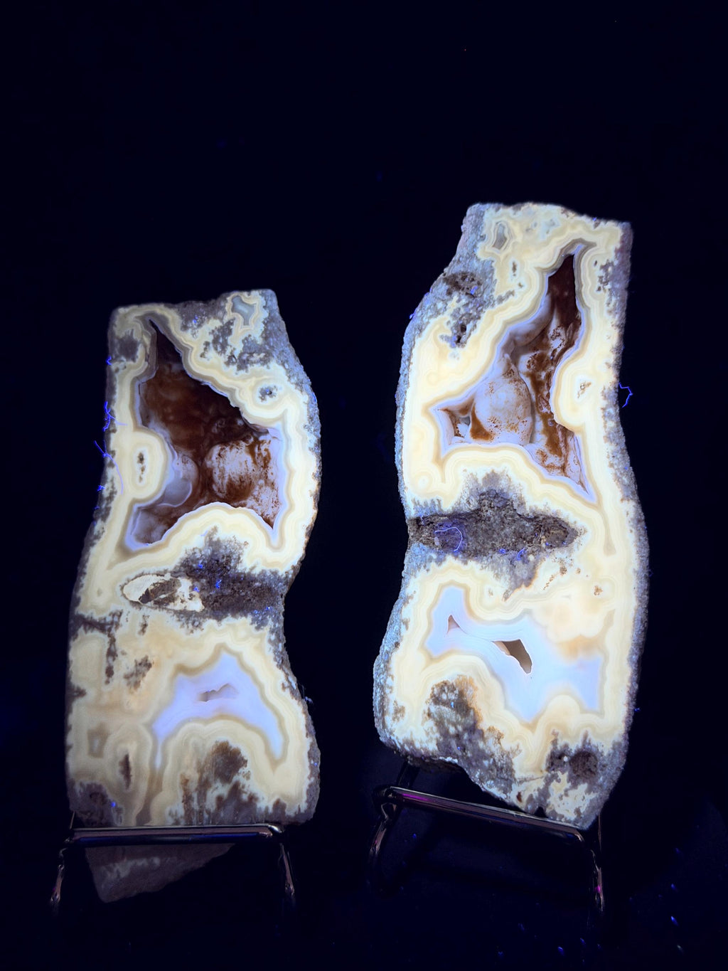 Polished Blue/gray Agatized Coral, Tampa Bay Fl.