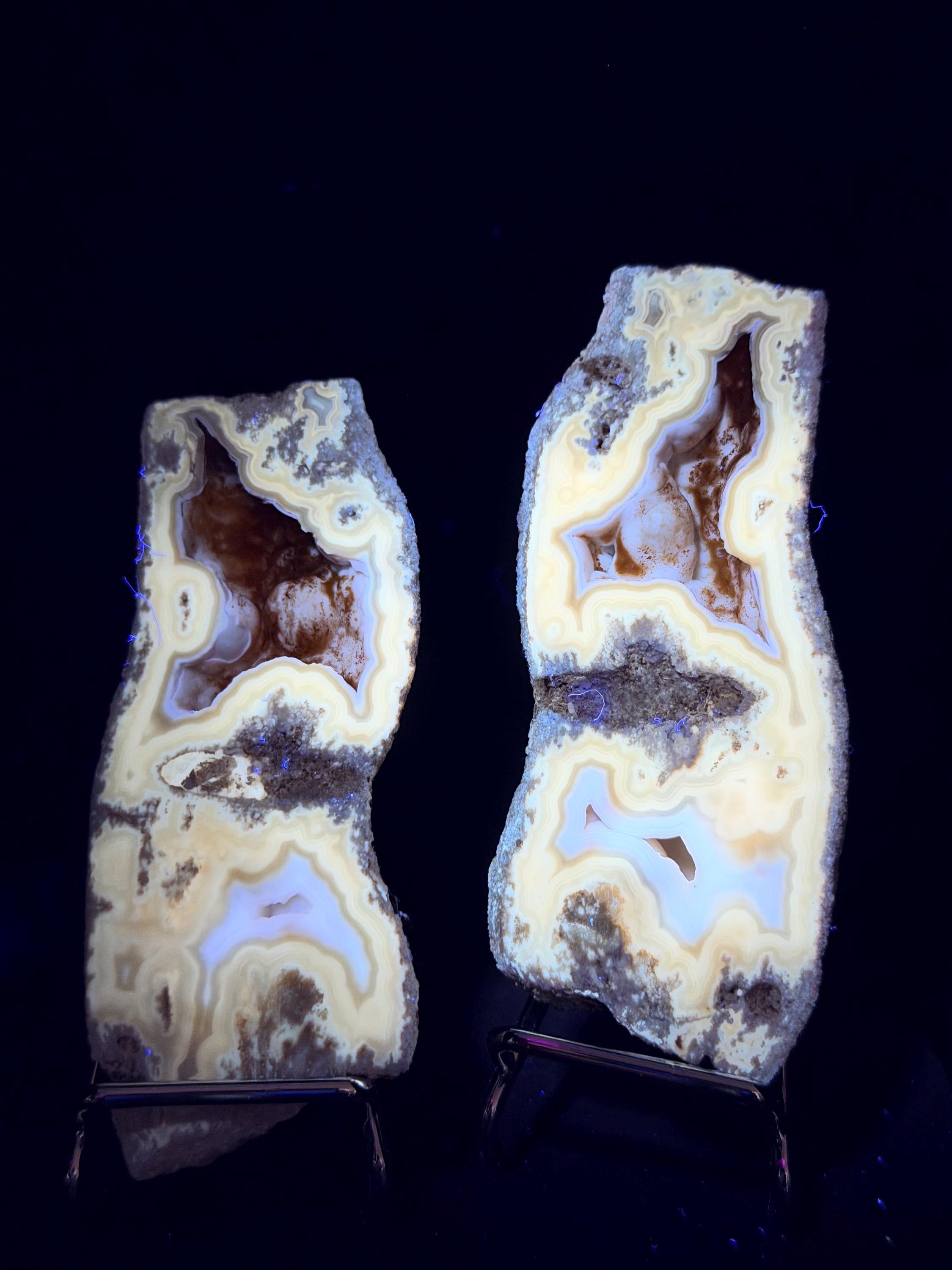 Polished Blue/gray Agatized Coral, Tampa Bay Fl.