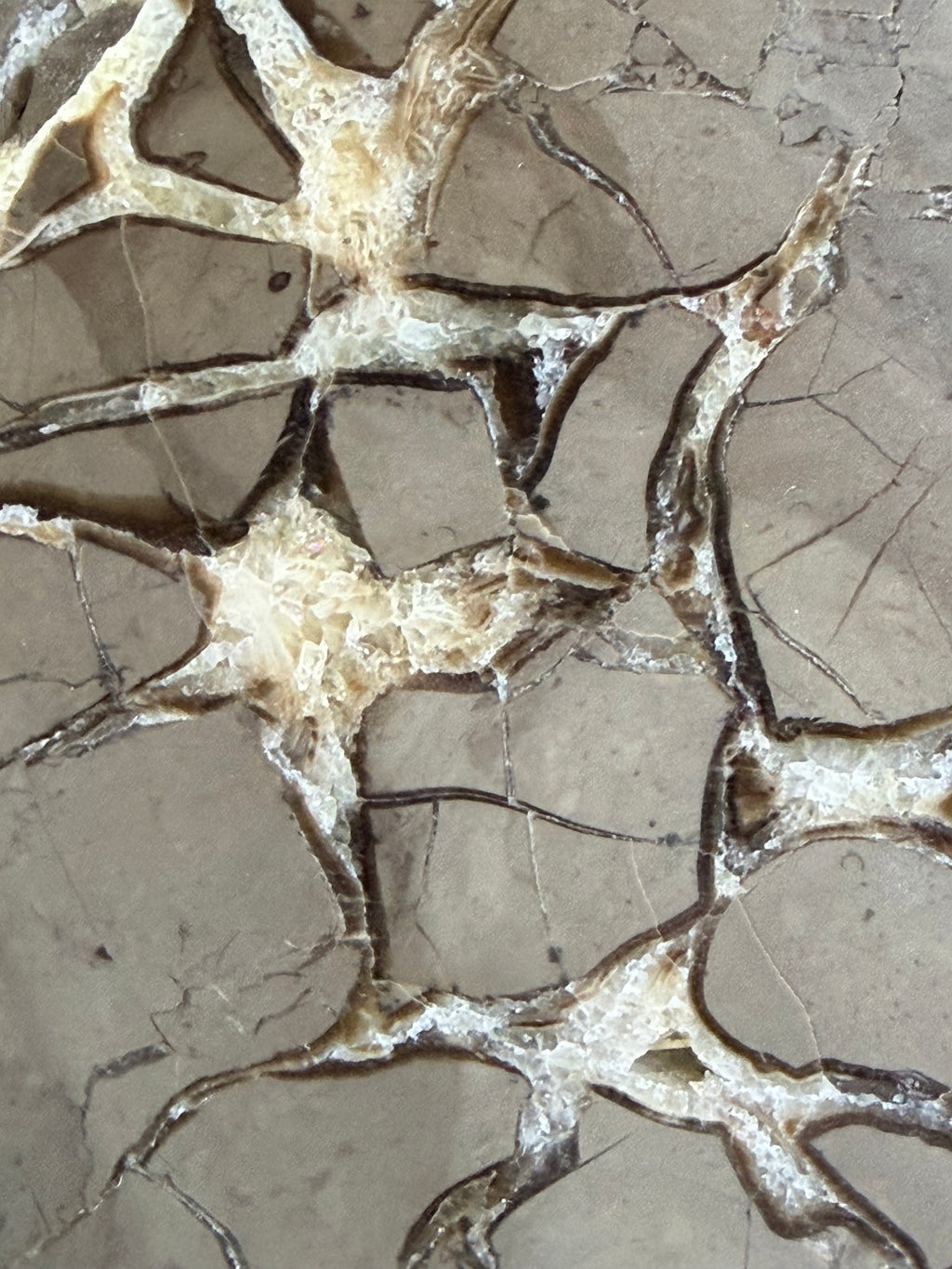 Double-Sided Polished Septarian Slab — Utah, 7.25″