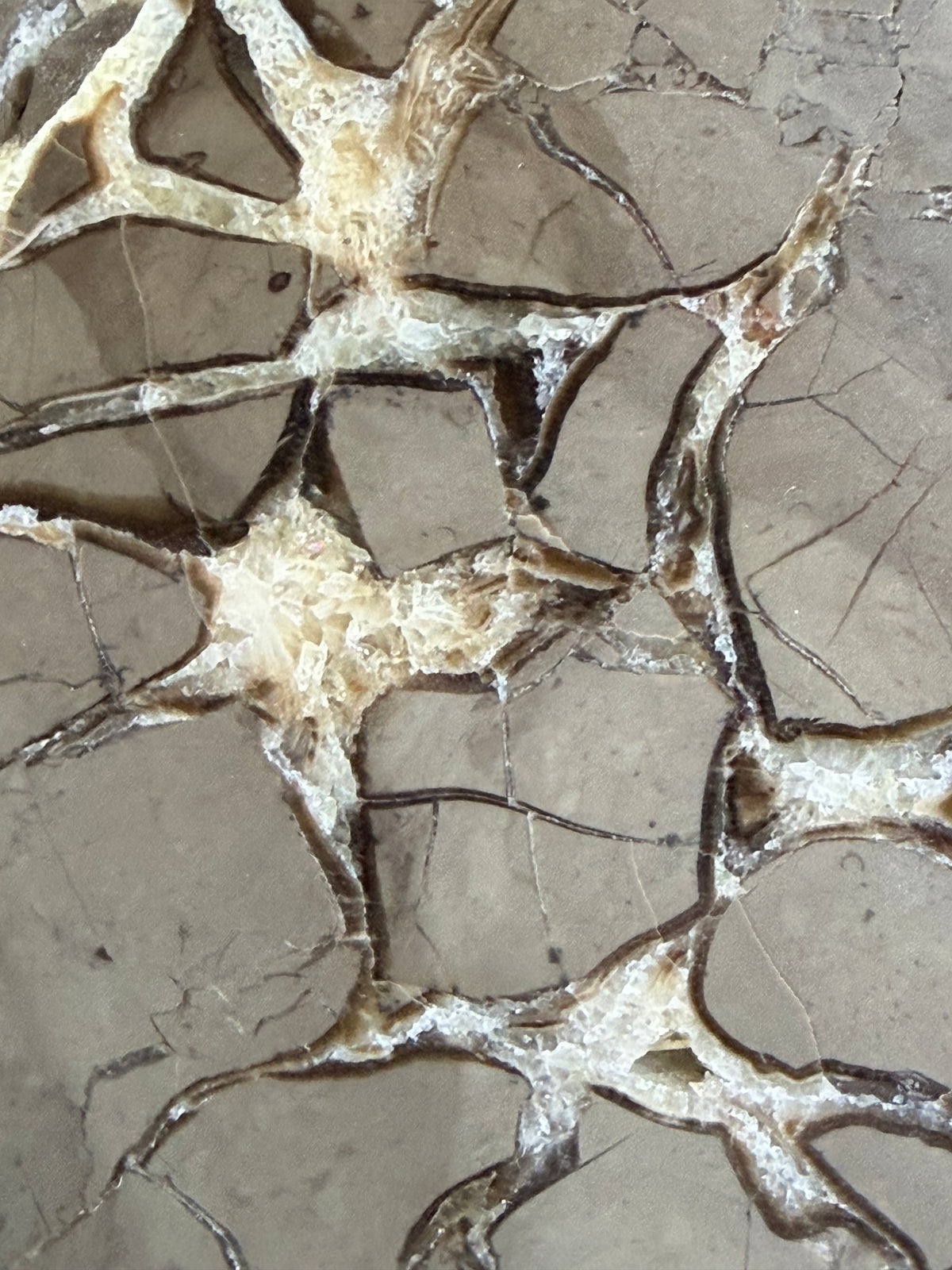 Double-Sided Polished Septarian Slab — Utah, 7.25″