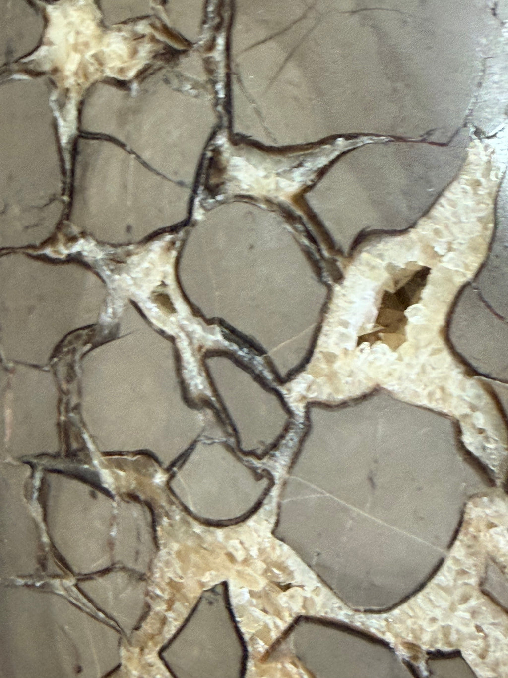 Double-Sided Polished Septarian Slab — Utah, 7.25″