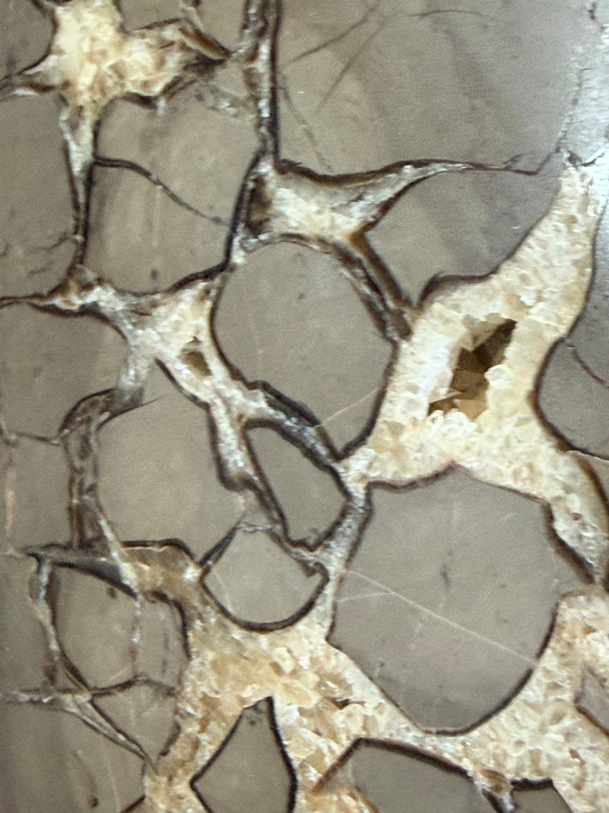 Double-Sided Polished Septarian Slab — Utah, 7.25″