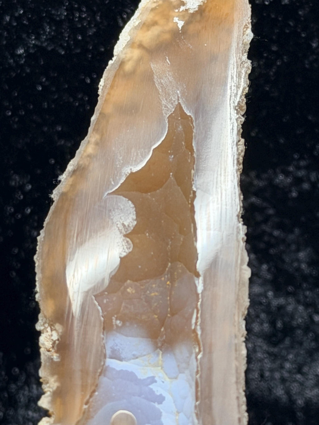 Polished redish brown Agatized Coral, Tampa Bay Fl.
