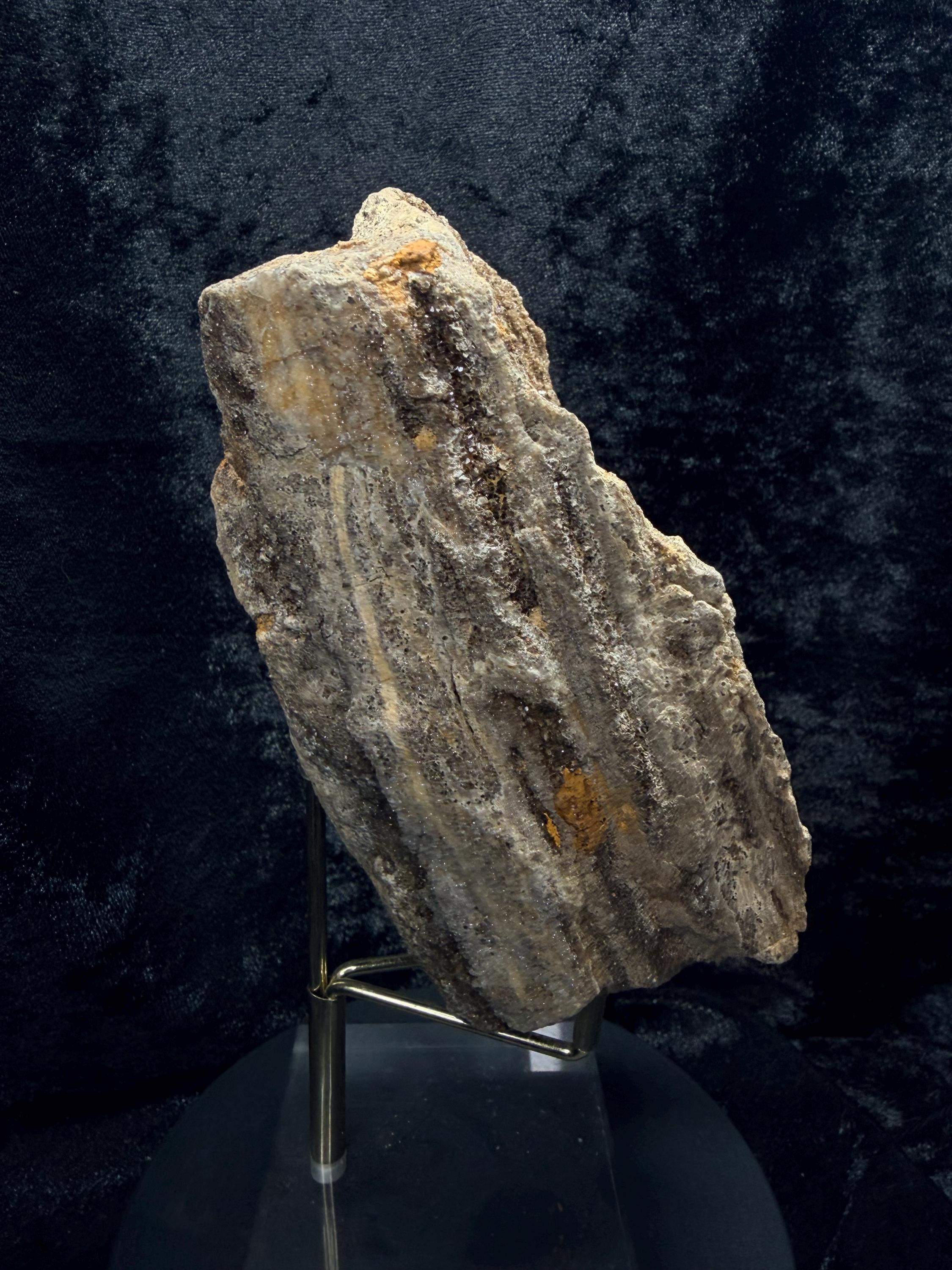Brilliant Alabama petrified wood with micro druse.