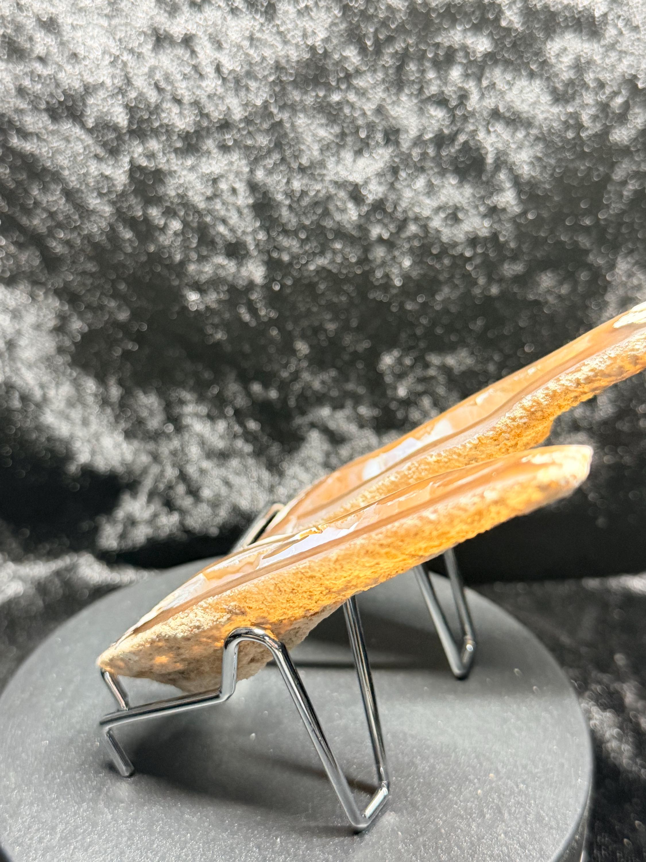 Polished redish brown Agatized Coral, Tampa Bay Fl.