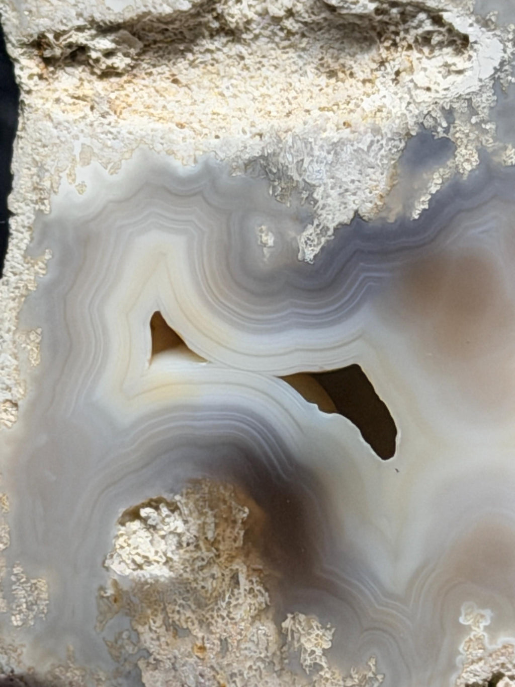 Polished Blue/gray Agatized Coral, Tampa Bay Fl.