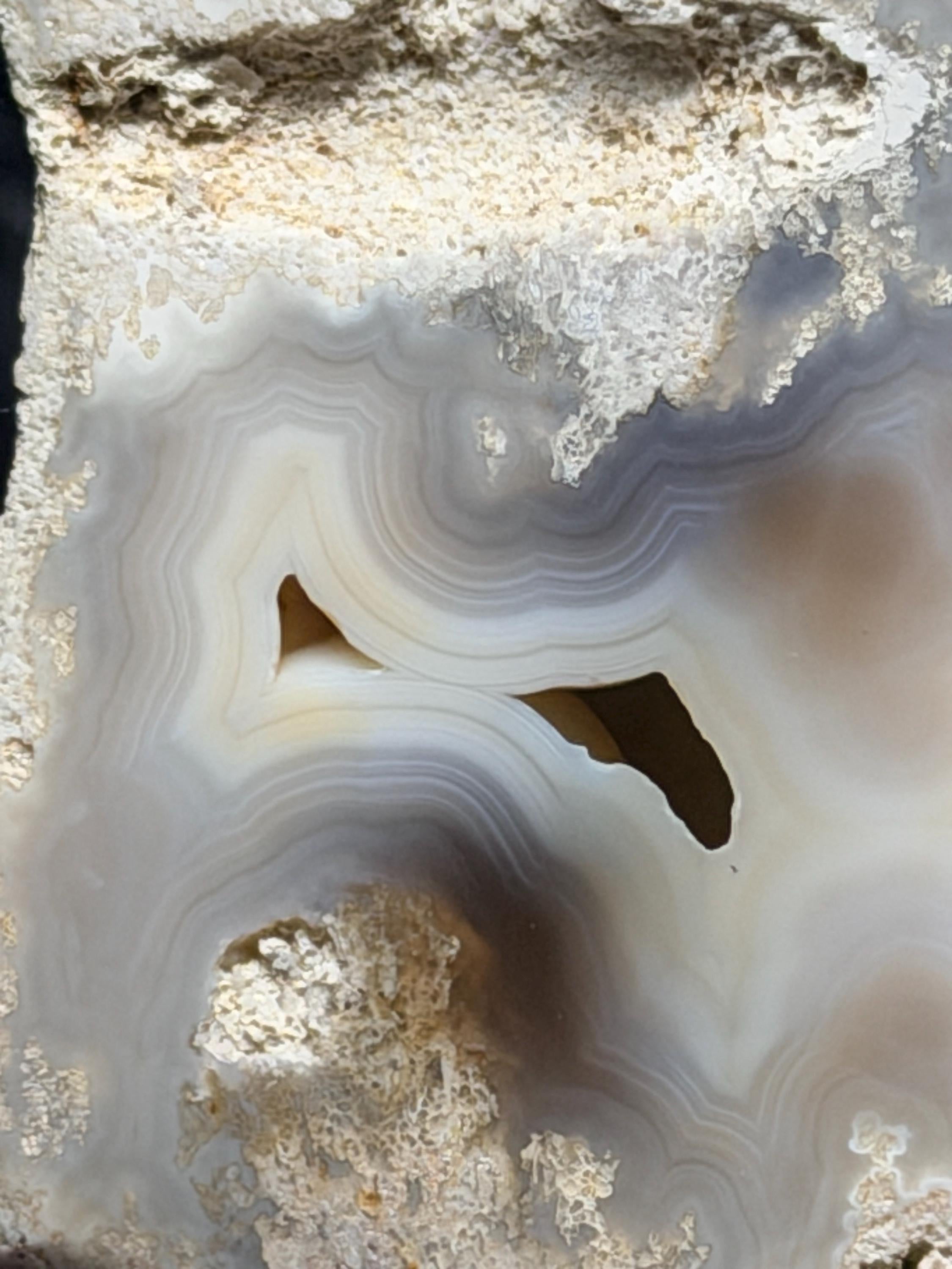 Polished Blue/gray Agatized Coral, Tampa Bay Fl.