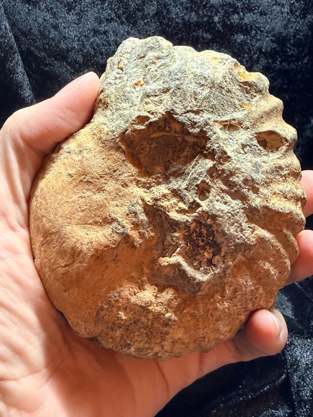 Polished Ammonite fossil with uv reactive calcite and pyrite